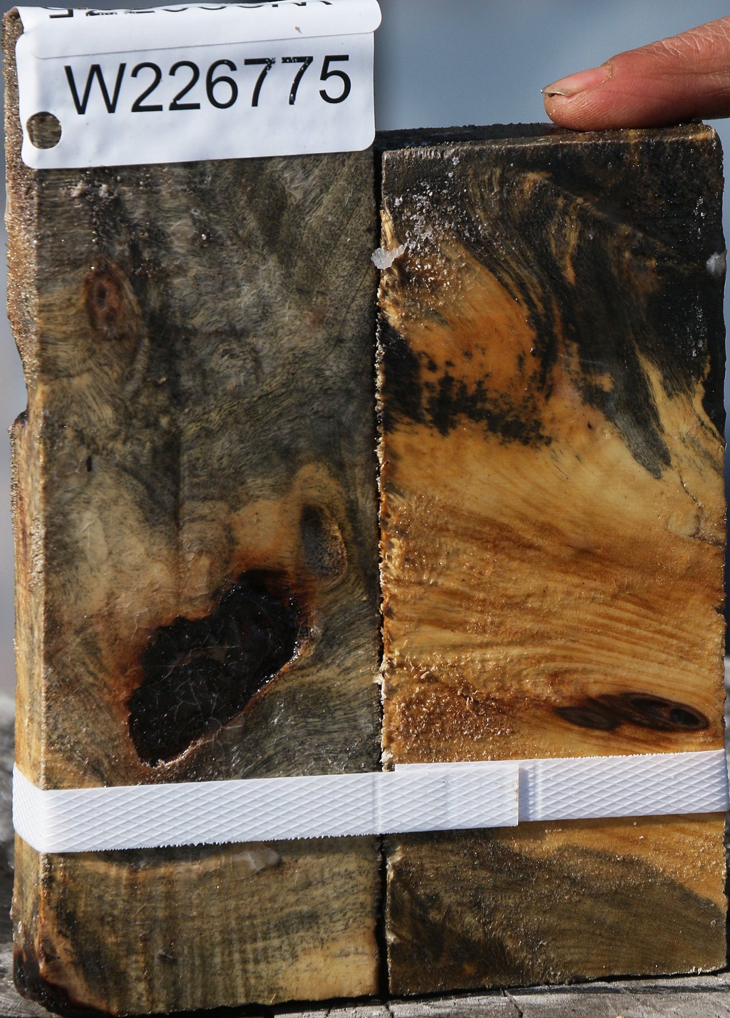 Buckeye Burl Lumber 2 Pack
