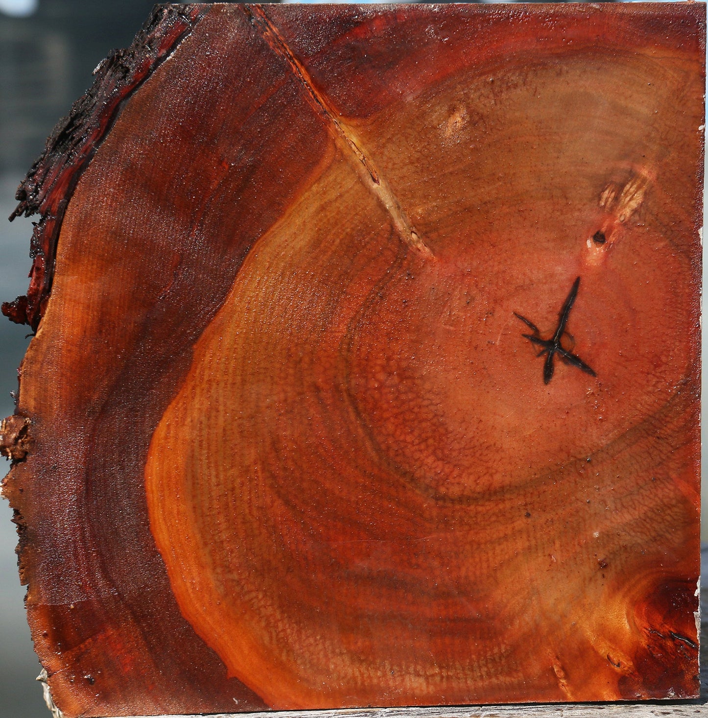Brazilian Pepperwood Live Edge Bowl Blank