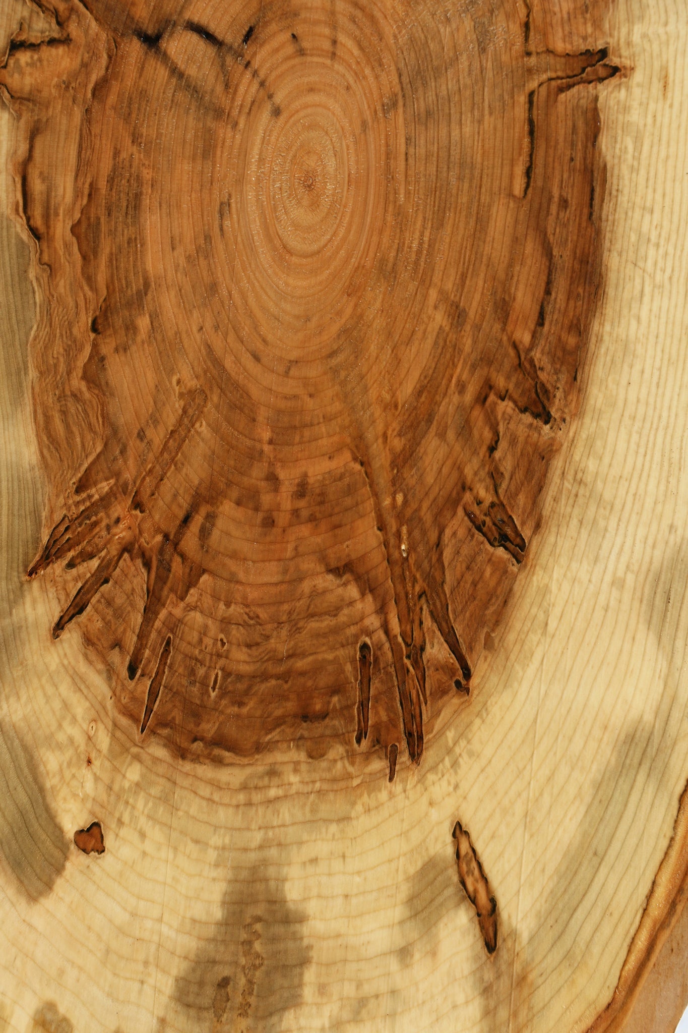 Ambrosia Maple Cookie