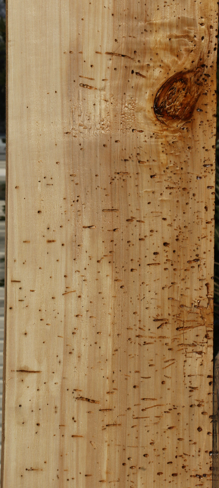 Rustic Black Cottonwood Slab