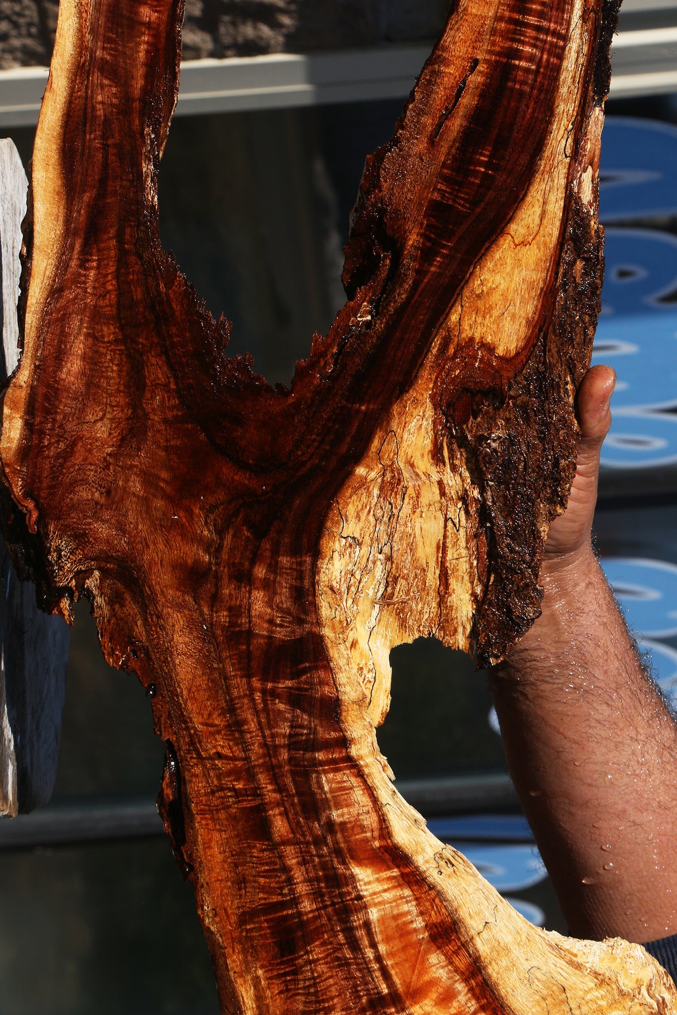 Extra Fancy Hawaiian Koa Live Edge Lumber