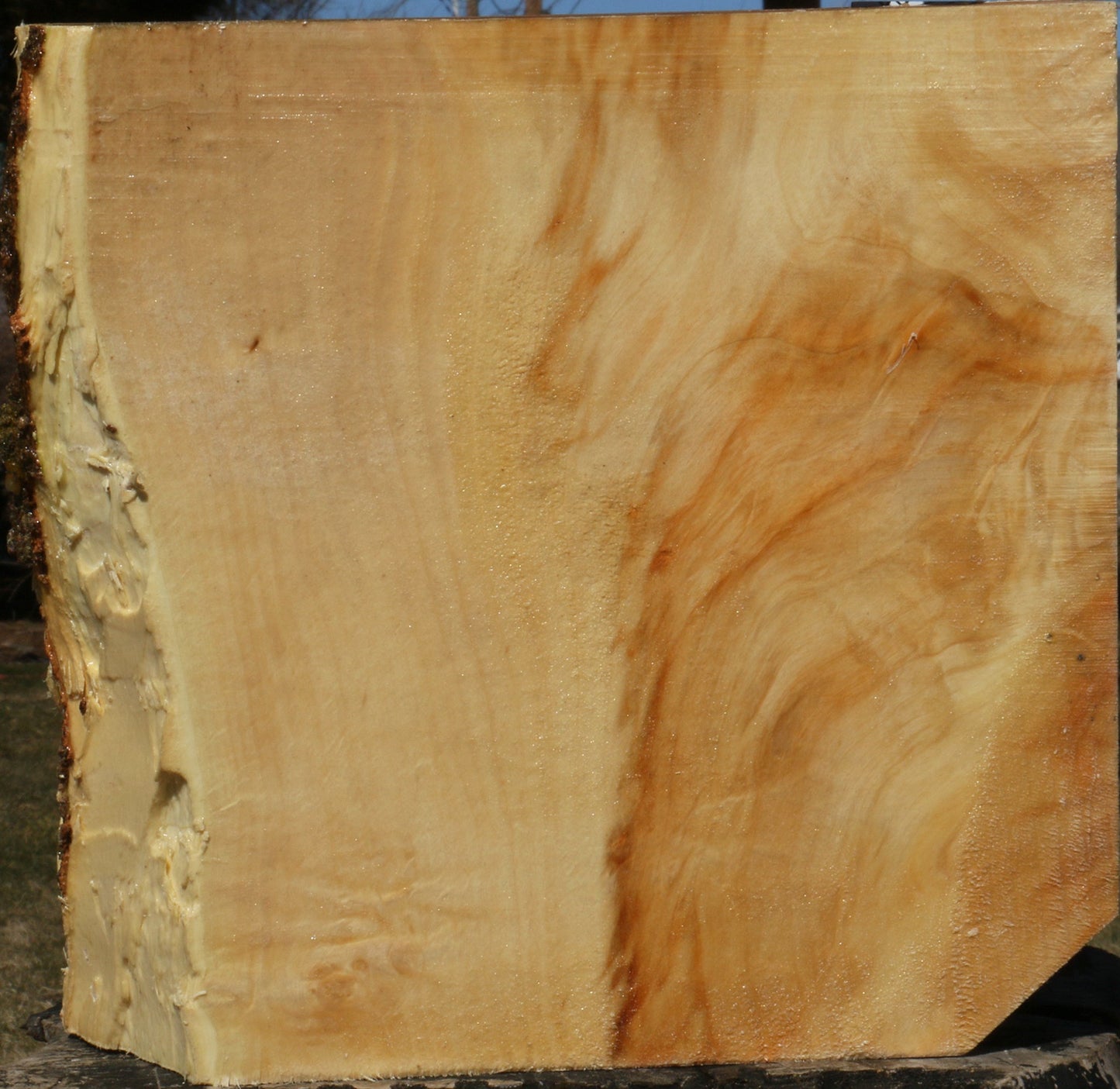 Extra Fancy Box Elder Live Edge Bowl Blank