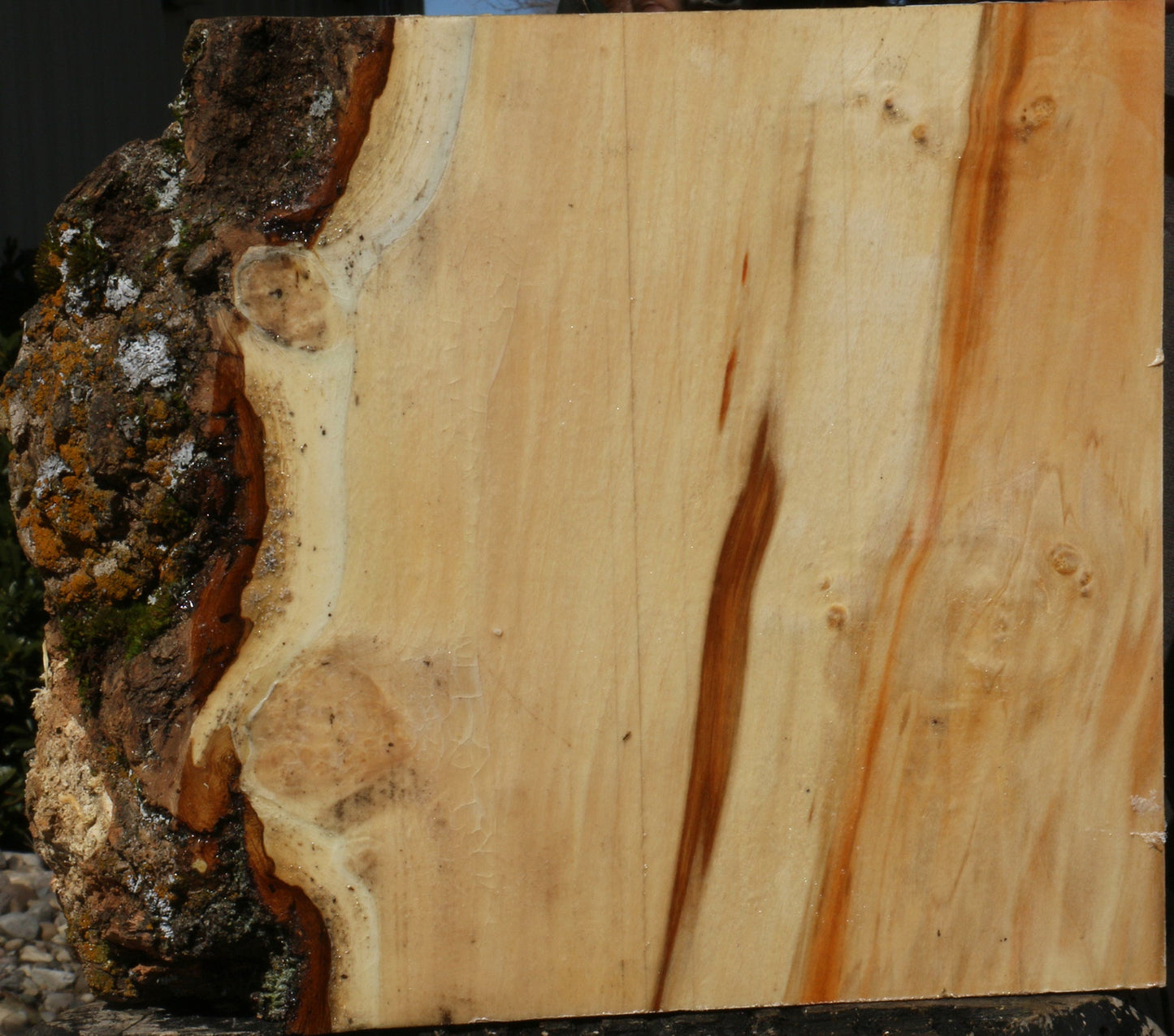 Figured Box Elder Live Edge Bowl Blank