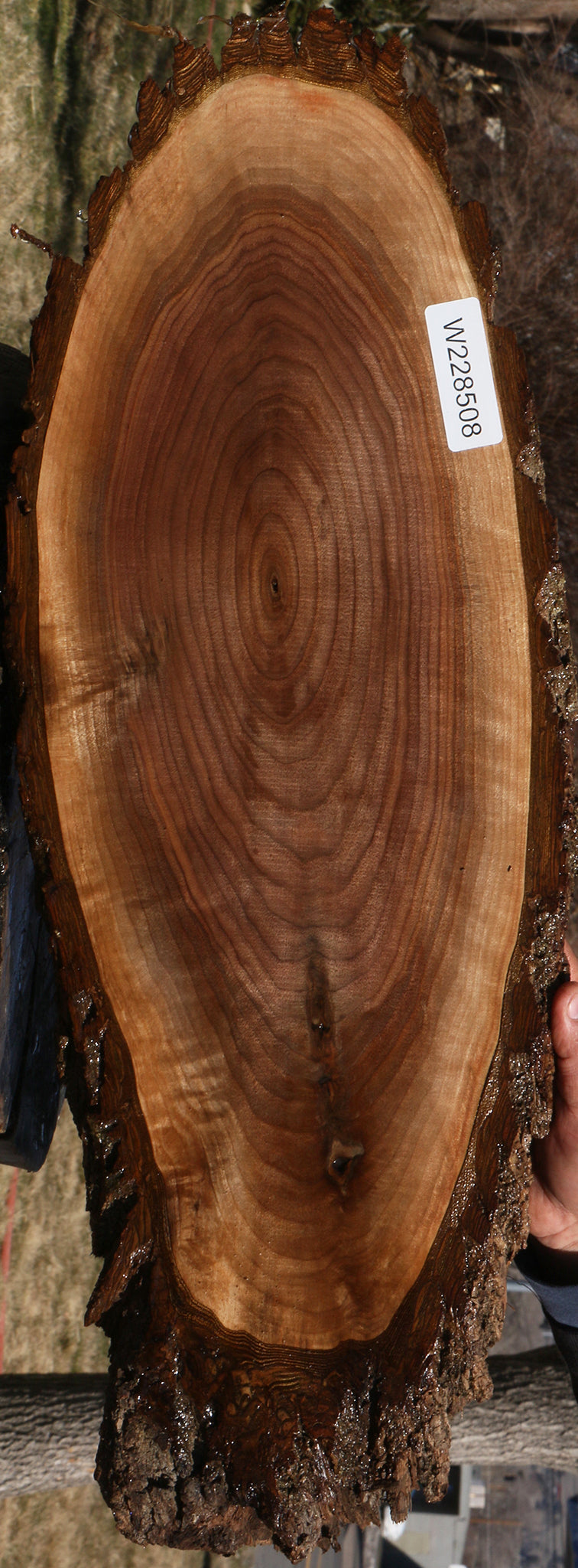 Eastern Walnut Cookie