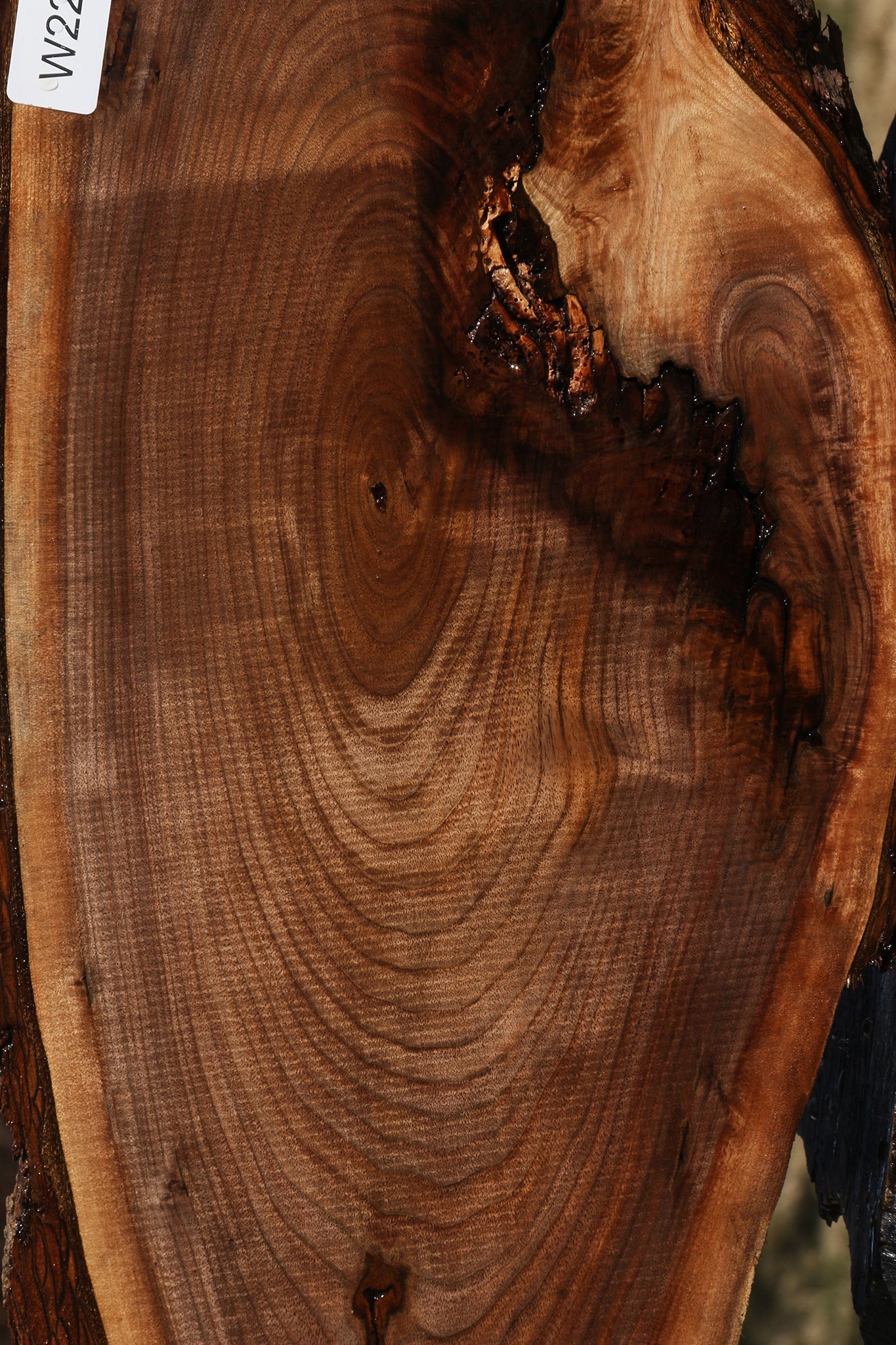 Eastern Walnut Cookie