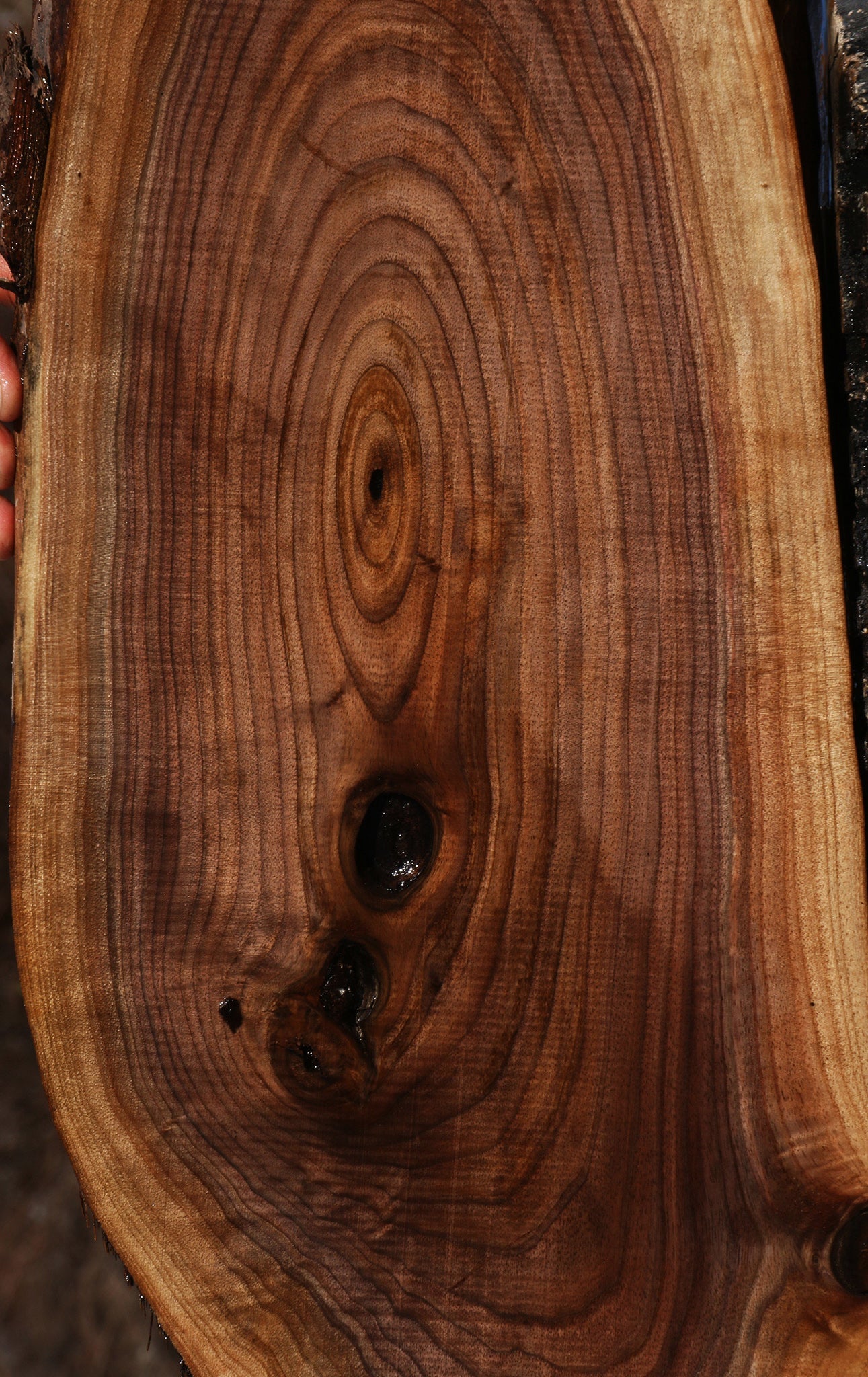 Eastern Walnut Cookie