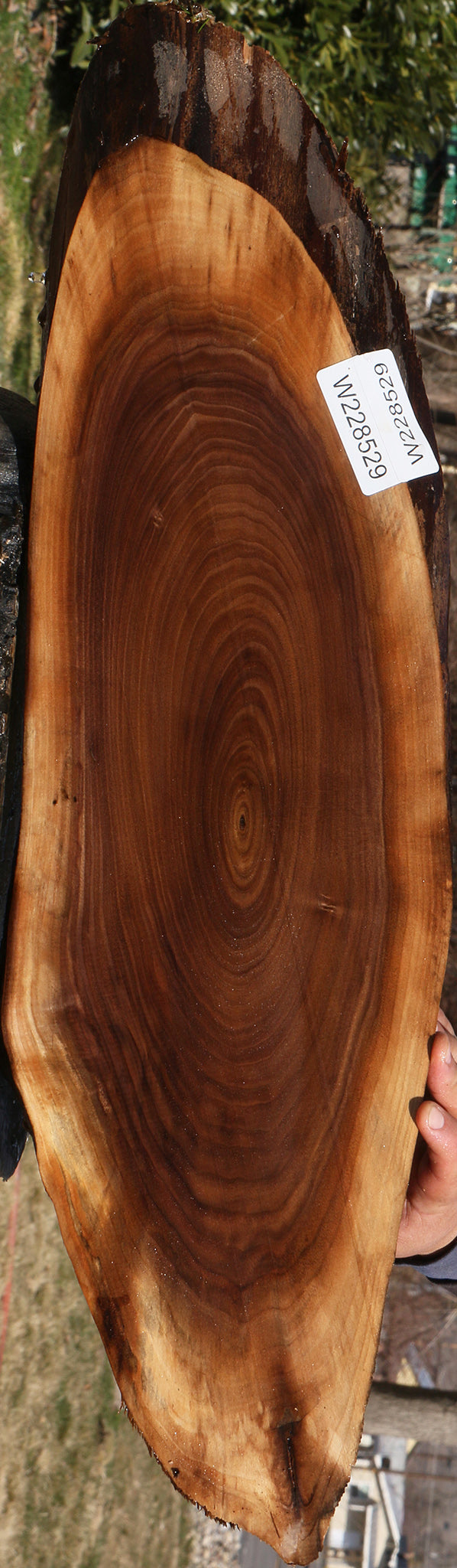 Eastern Walnut Cookie