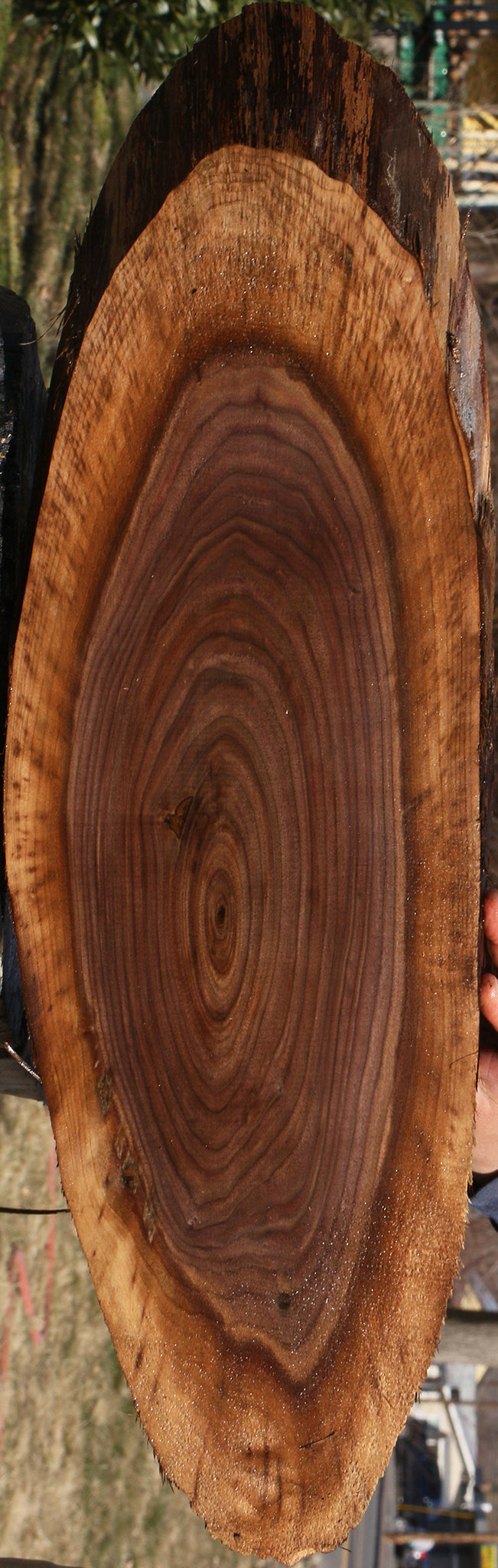 Eastern Walnut Cookie