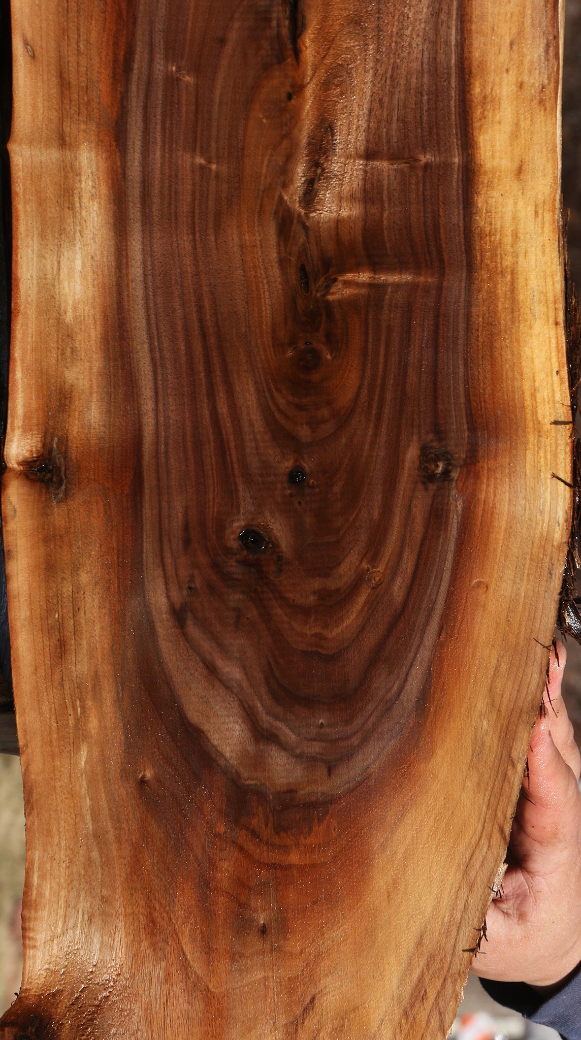 Eastern Walnut Cookie