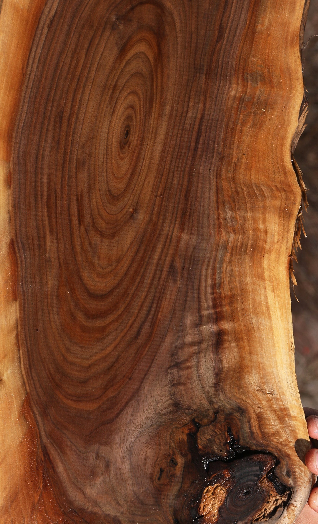 Eastern Walnut Cookie