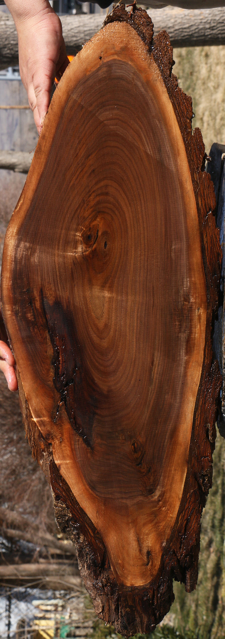 Eastern Walnut Cookie