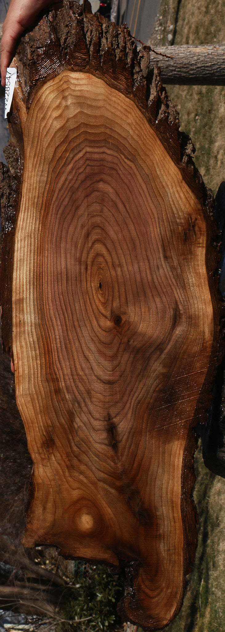 Eastern Walnut Cookie