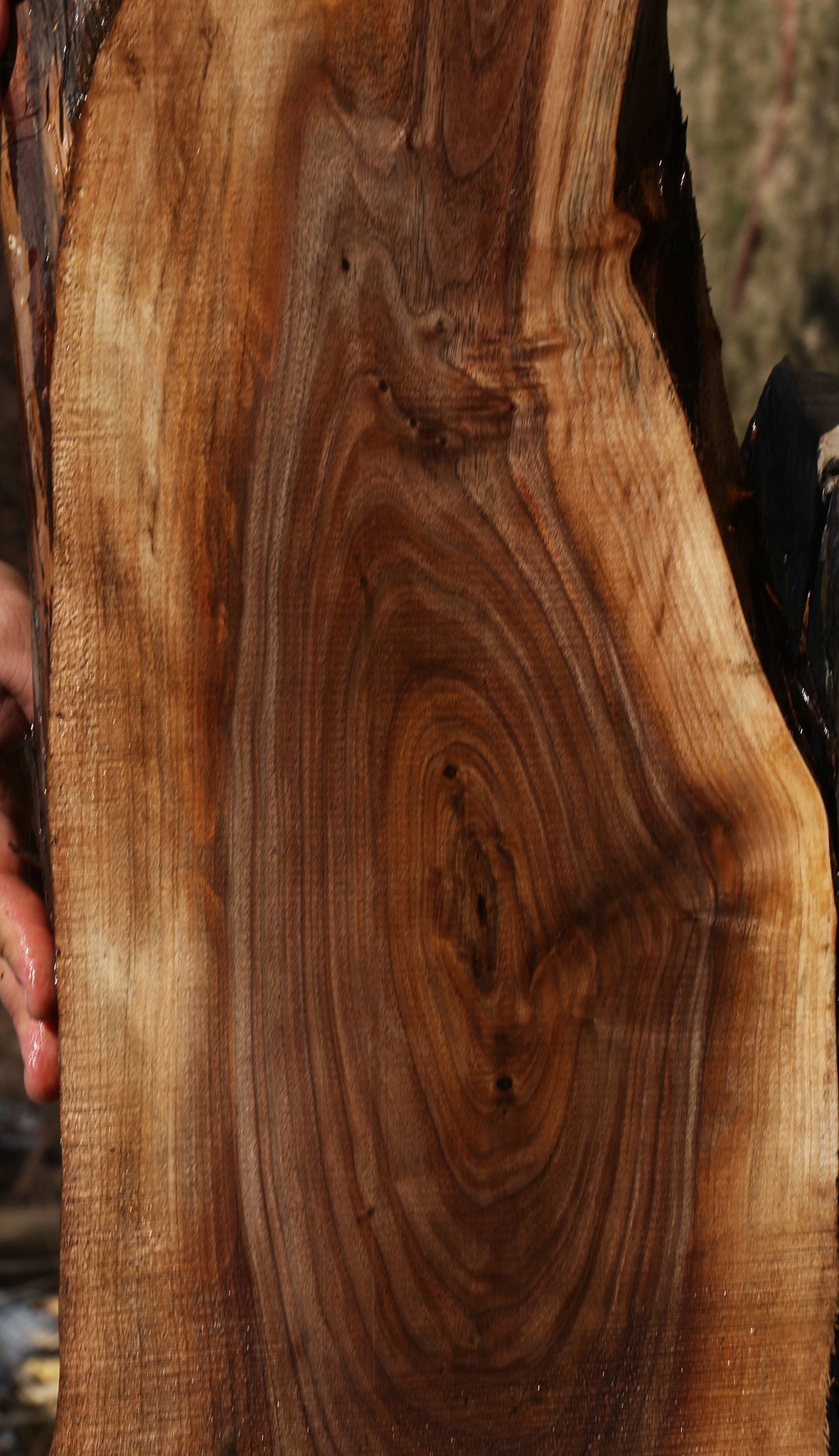 Eastern Walnut Cookie