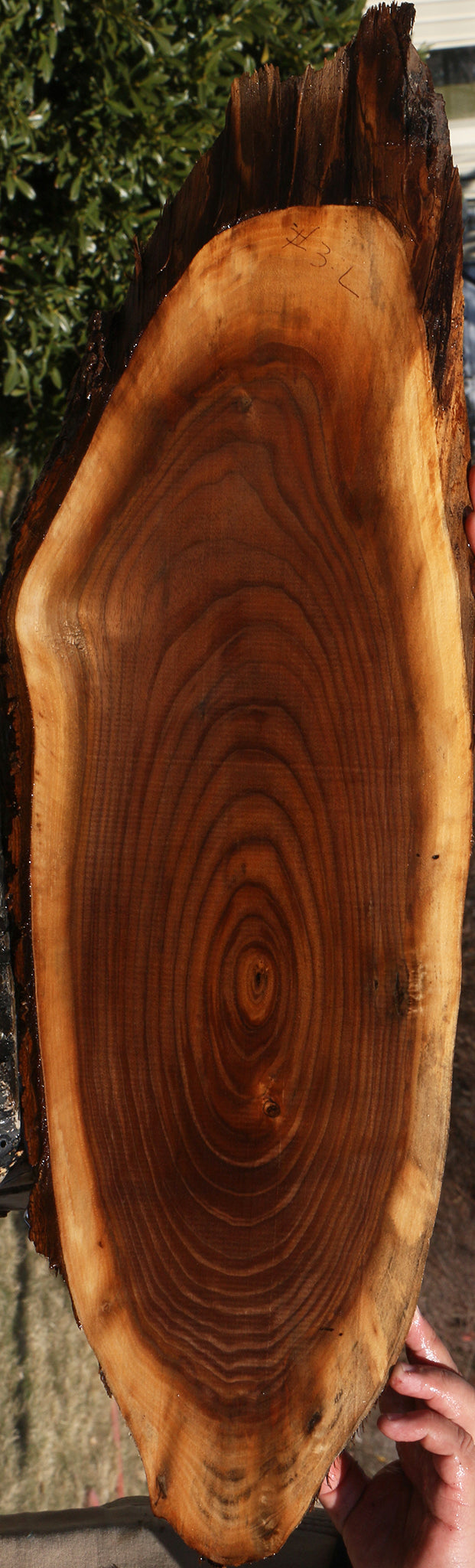 Eastern Walnut Cookie