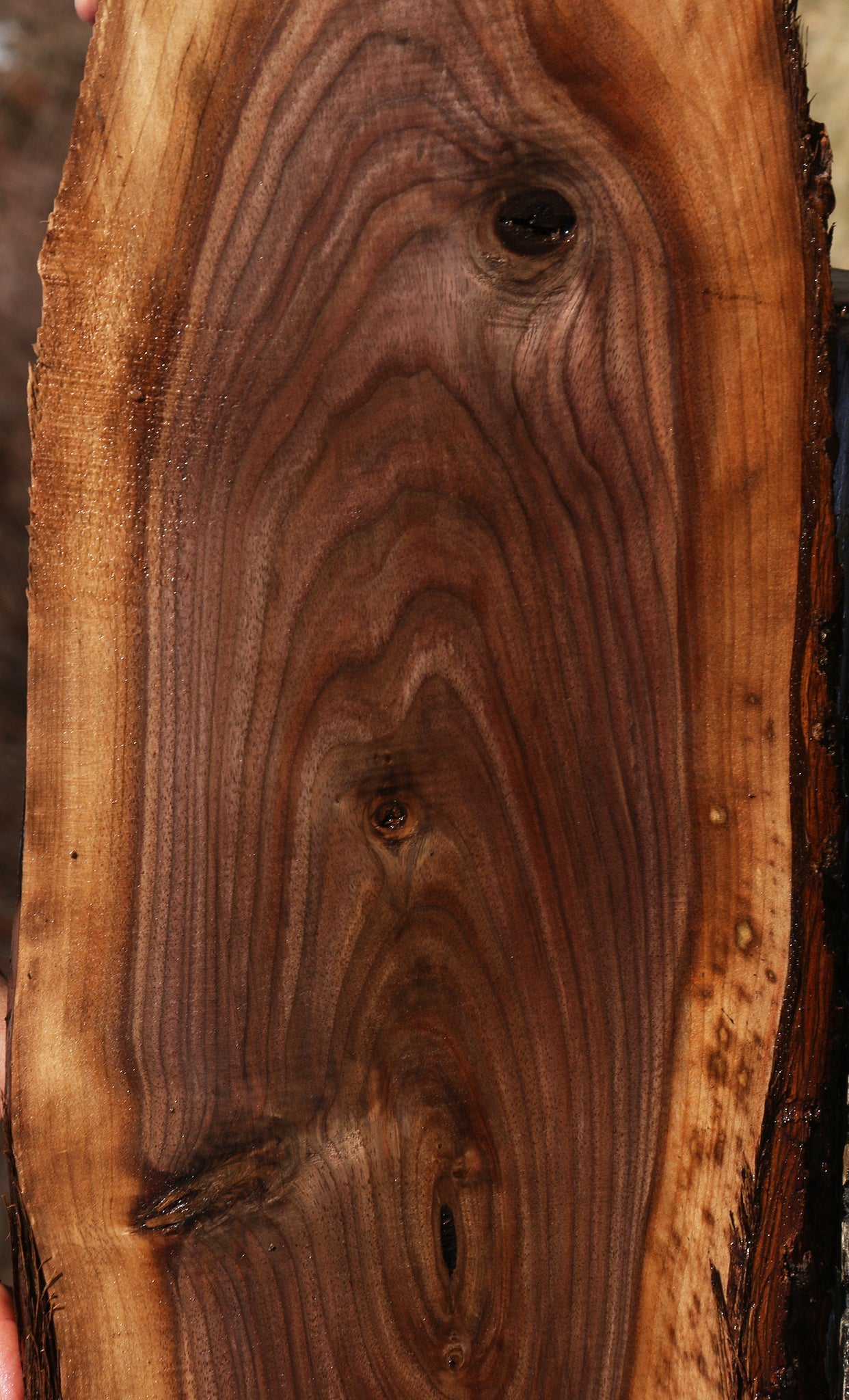 Eastern Walnut Cookie