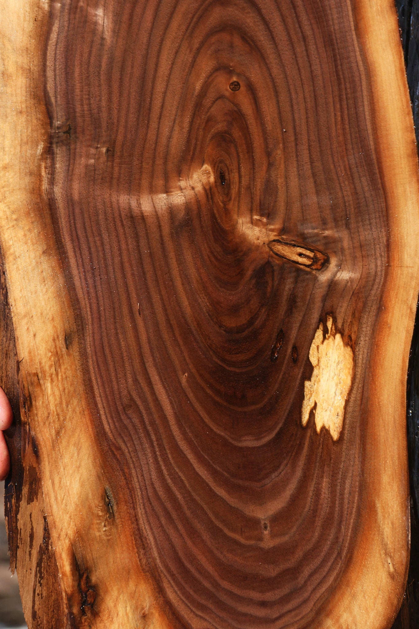 Eastern Walnut Cookie