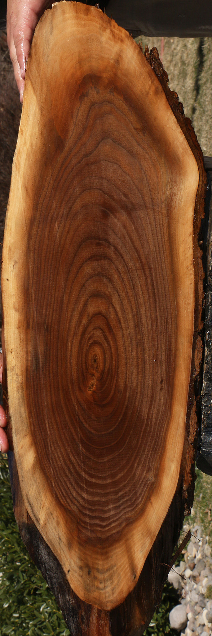 Eastern Walnut Cookie