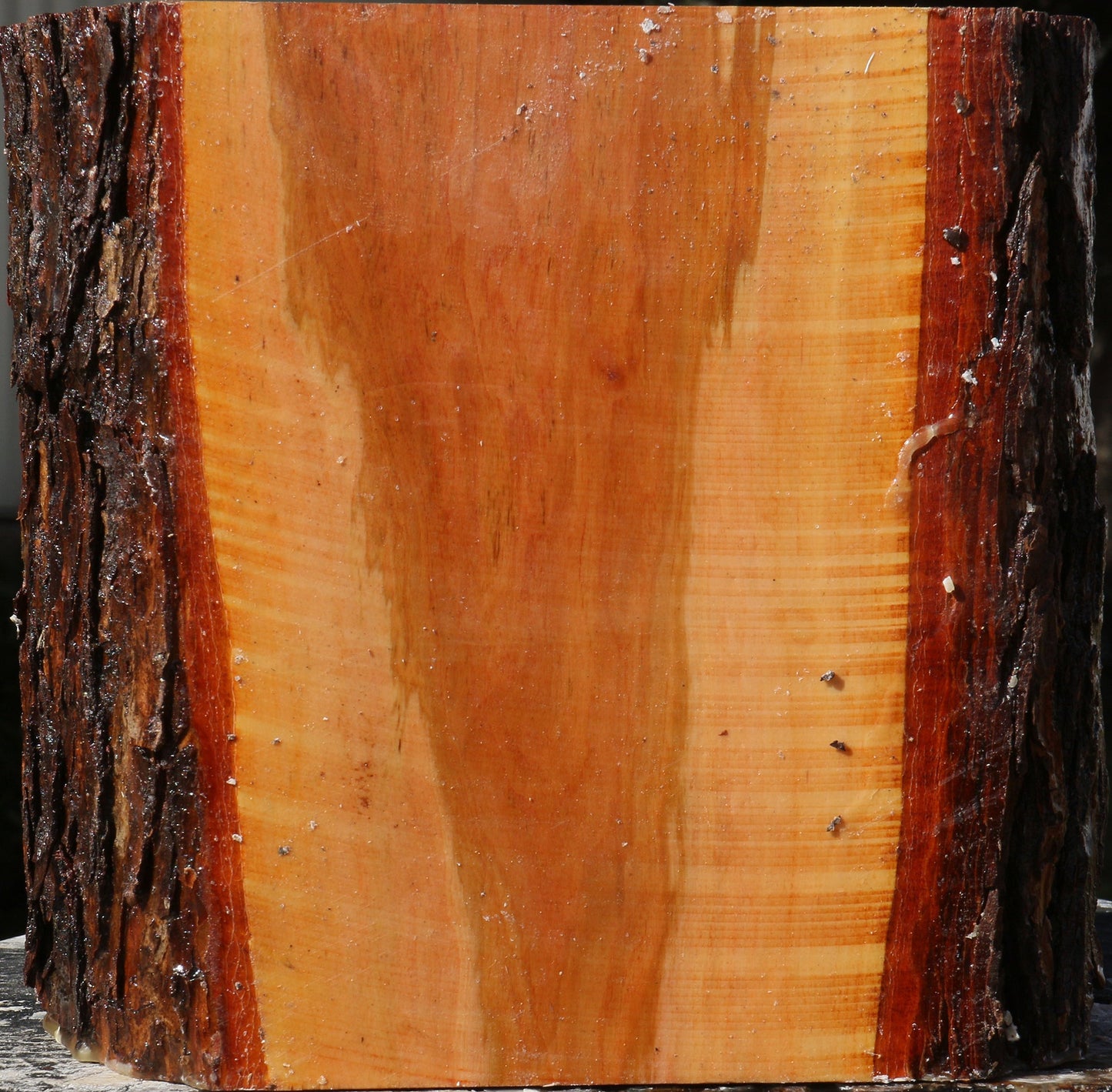 Oregon Ironwood Live Edge Bowl Blank