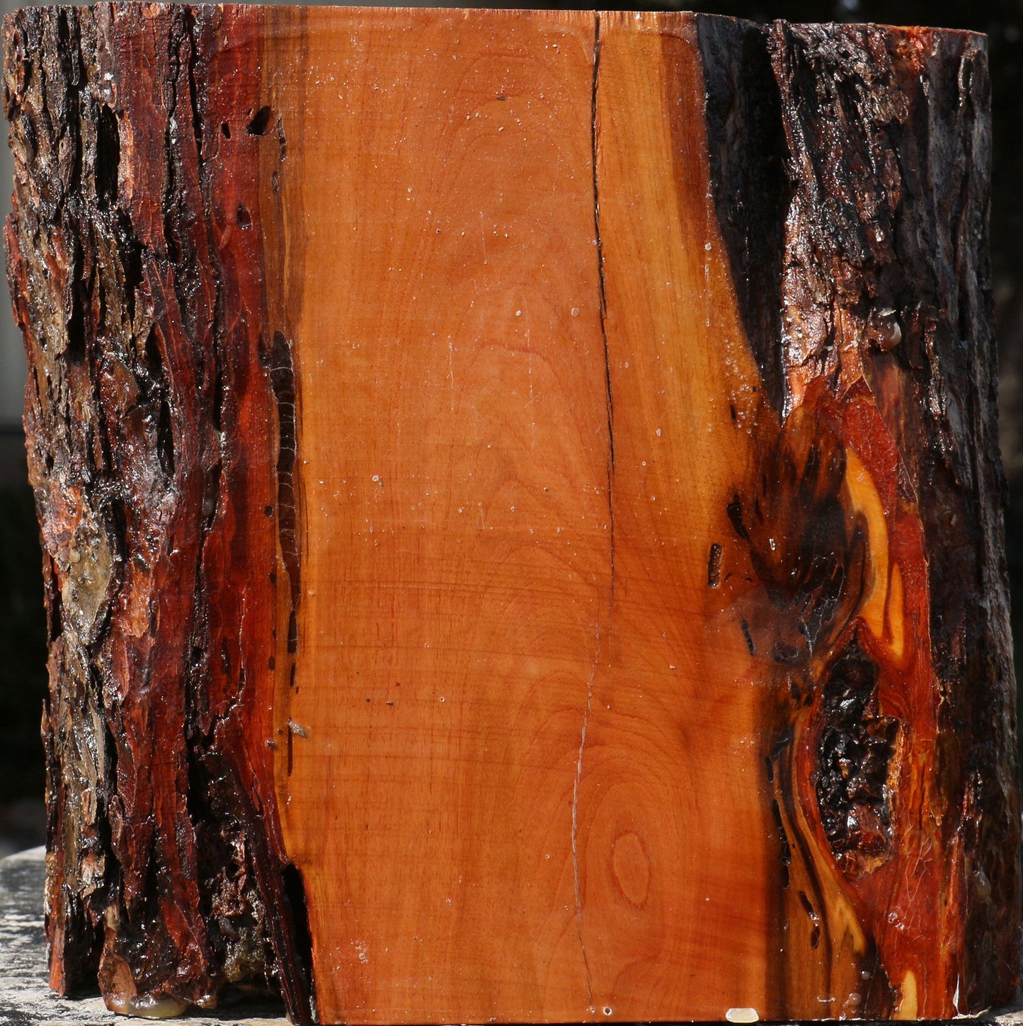 Oregon Ironwood Live Edge Bowl Blank