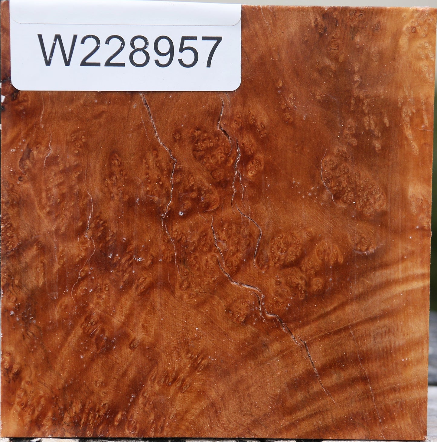 Kanista Burl Bowl Blank