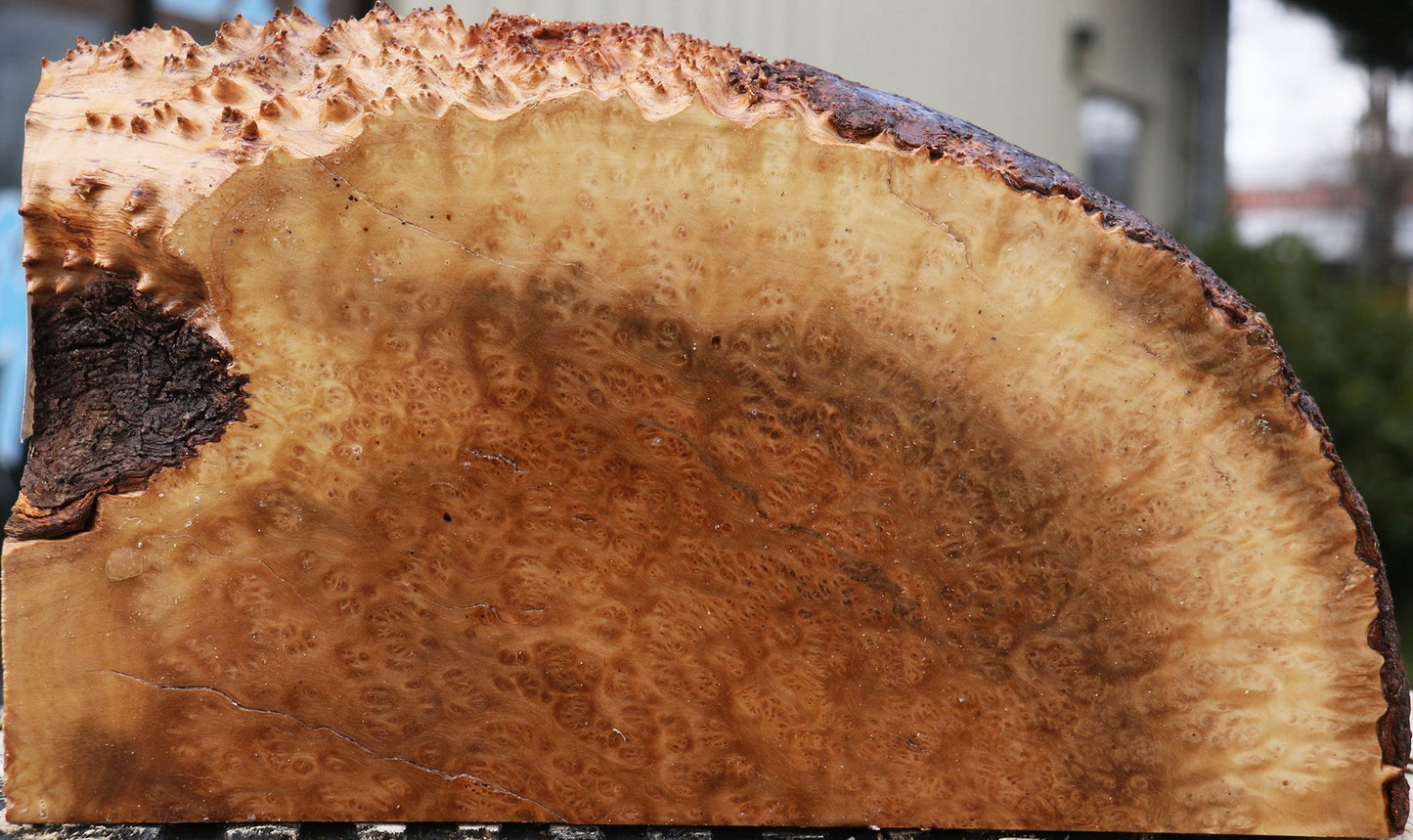 Kanista Burl Live Edge Lumber