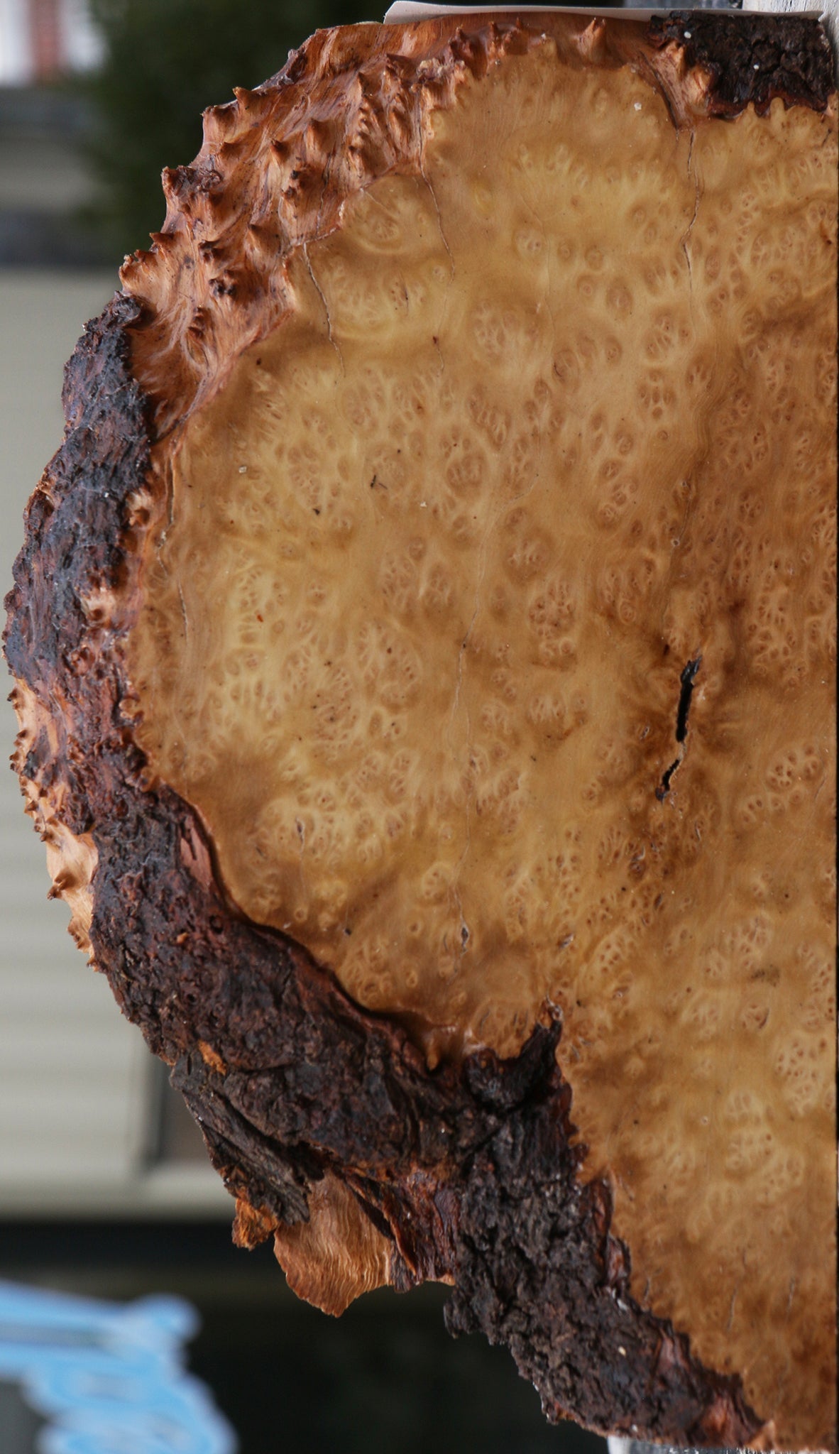 Kanista Burl Live Edge Lumber