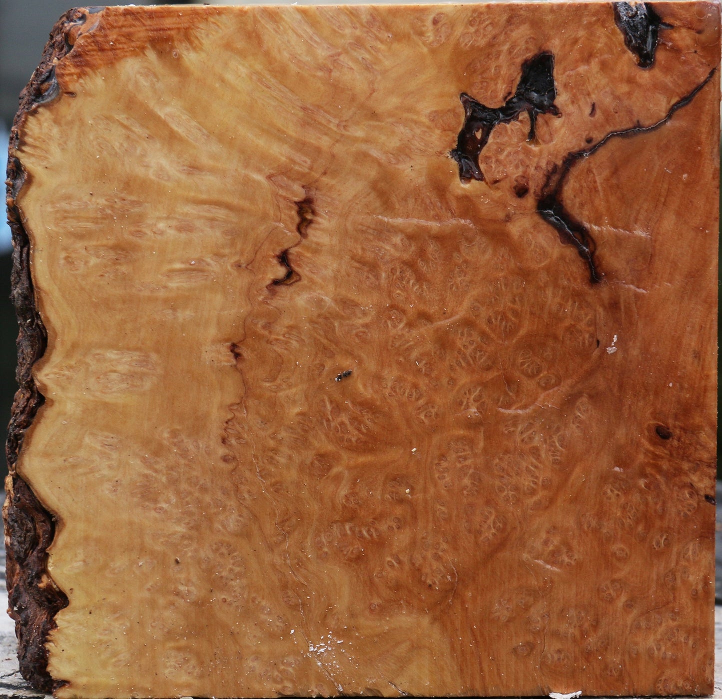 Kanista Burl Live Edge Bowl Blank