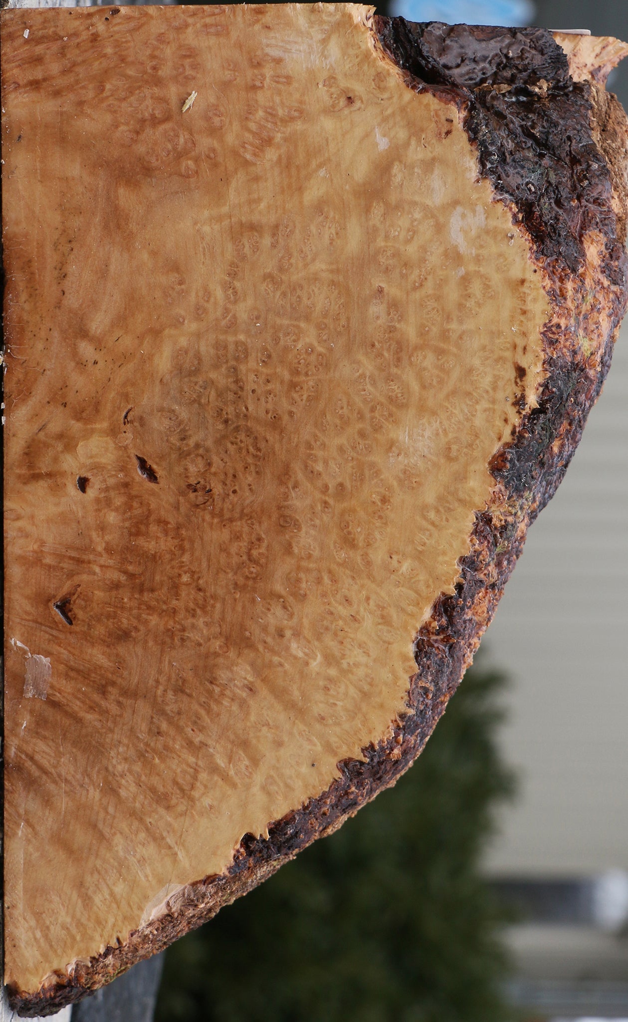 Kanista Burl Live Edge Turning Blank