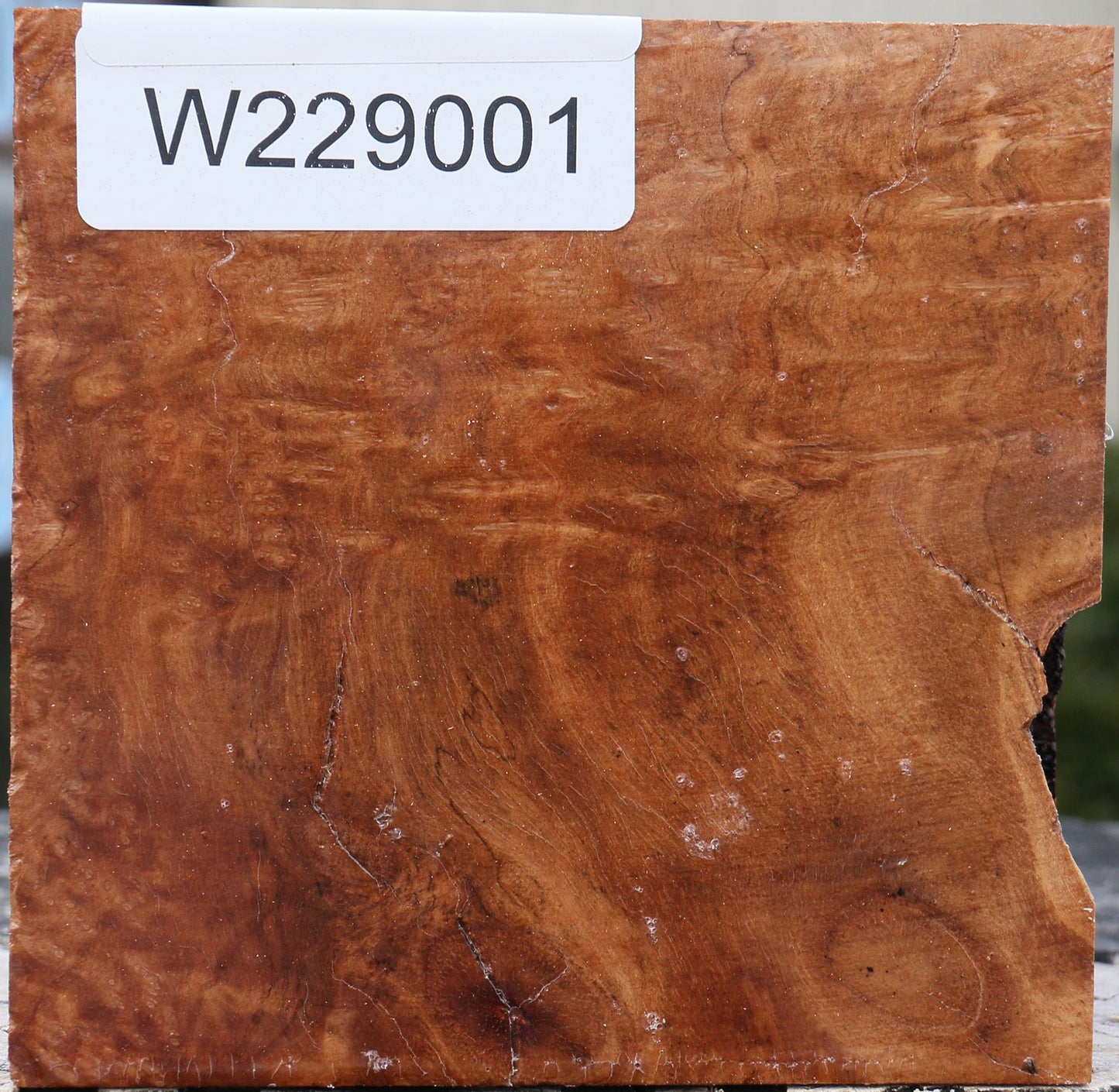 Kanista Burl Bowl Blank