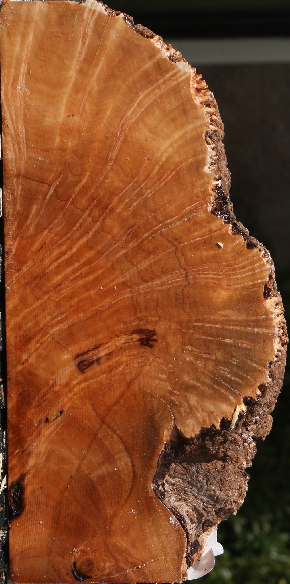 Kanista Burl Slice