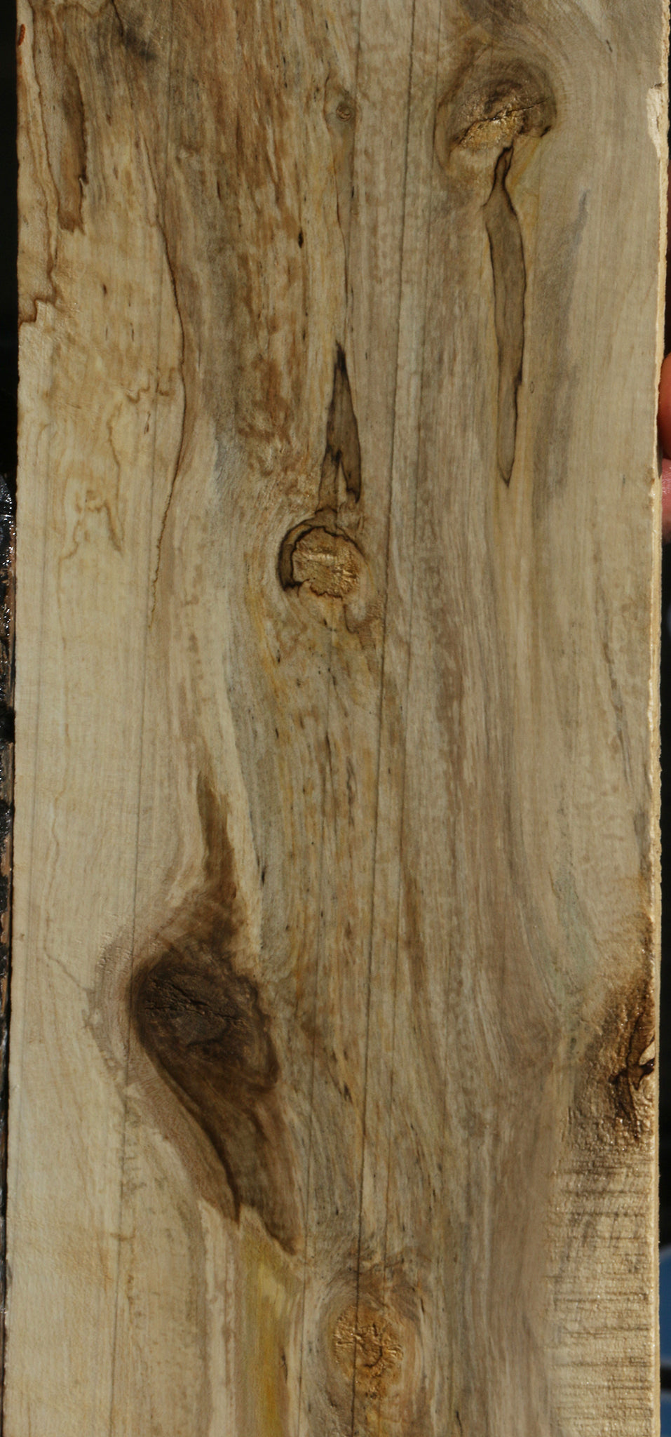 Spalted Holly Lumber