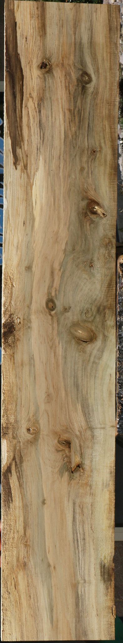 Spalted Holly Lumber