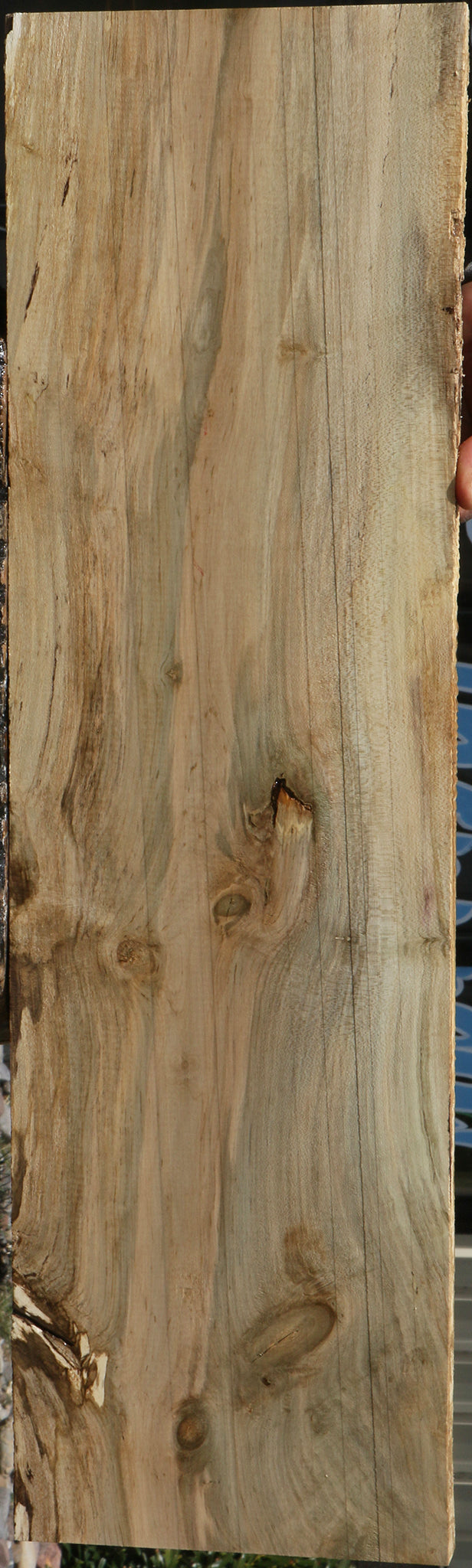 Spalted Holly Lumber