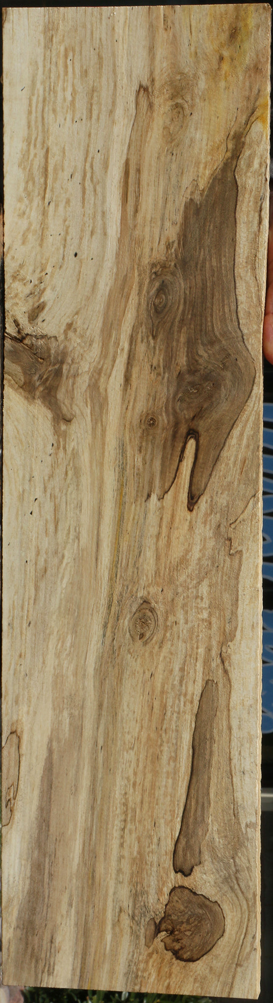 Spalted Holly Lumber