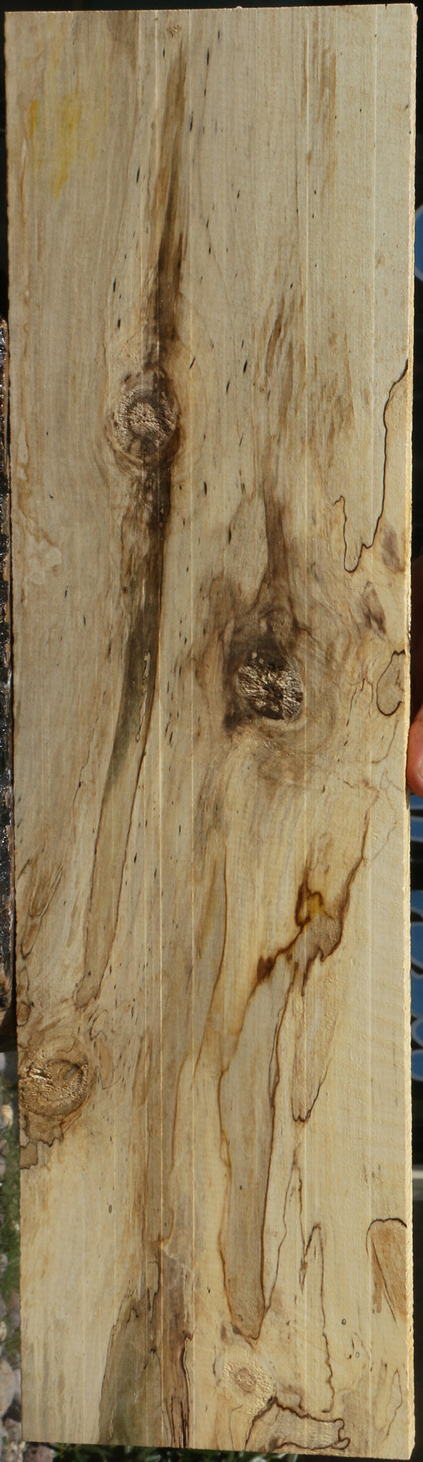 Spalted Holly Lumber