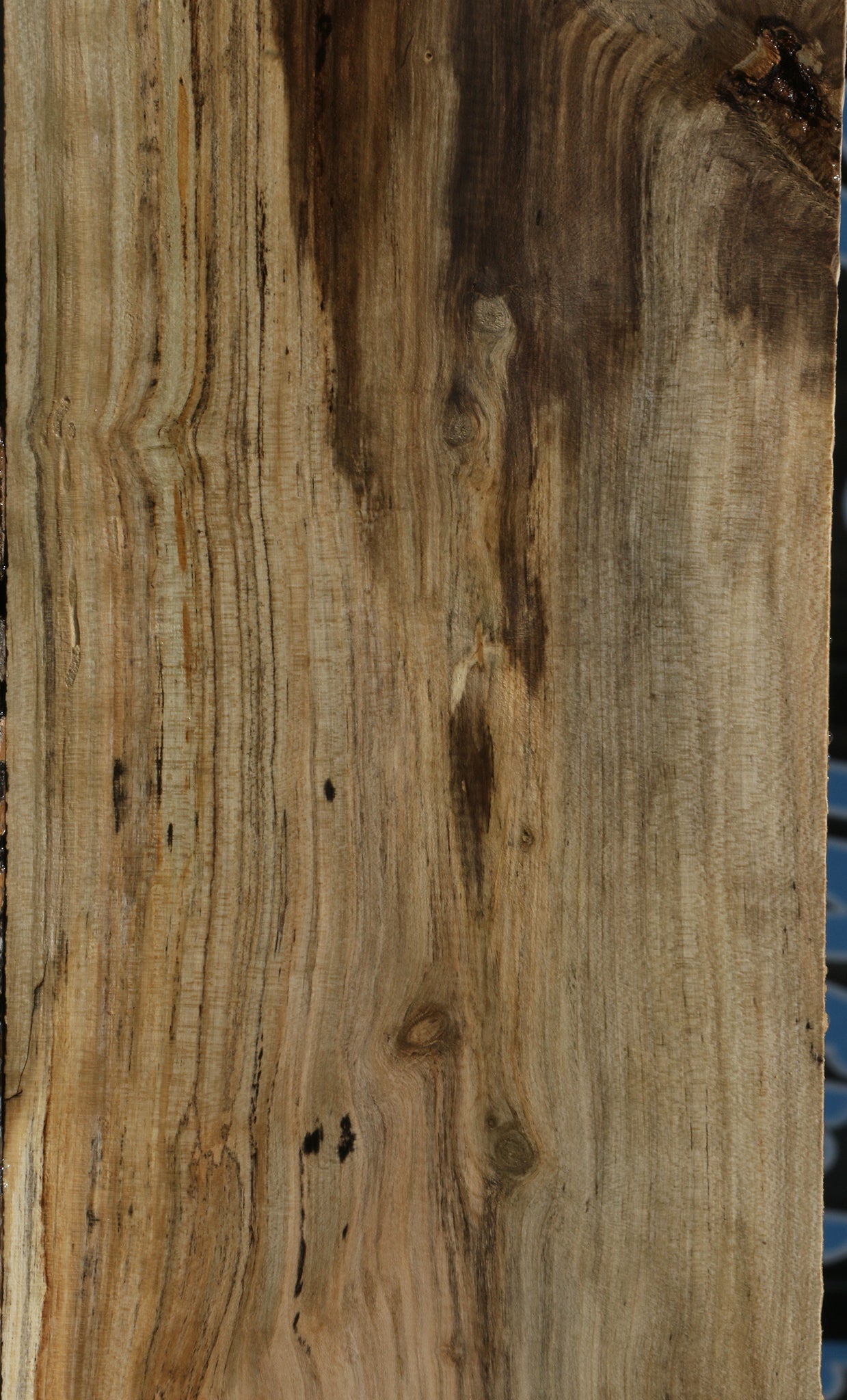 Spalted Holly Lumber