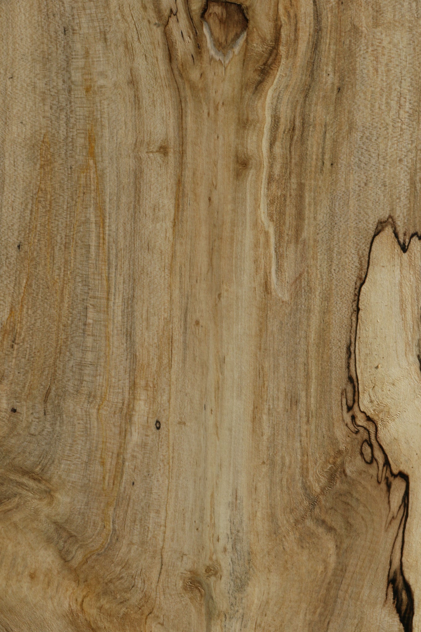 Spalted Holly Lumber