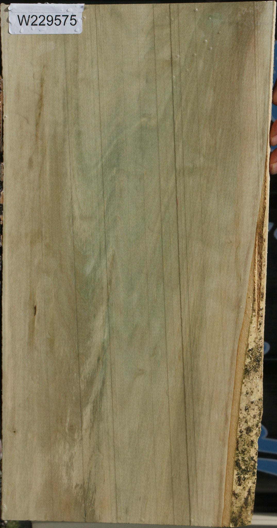 Spalted Holly Lumber