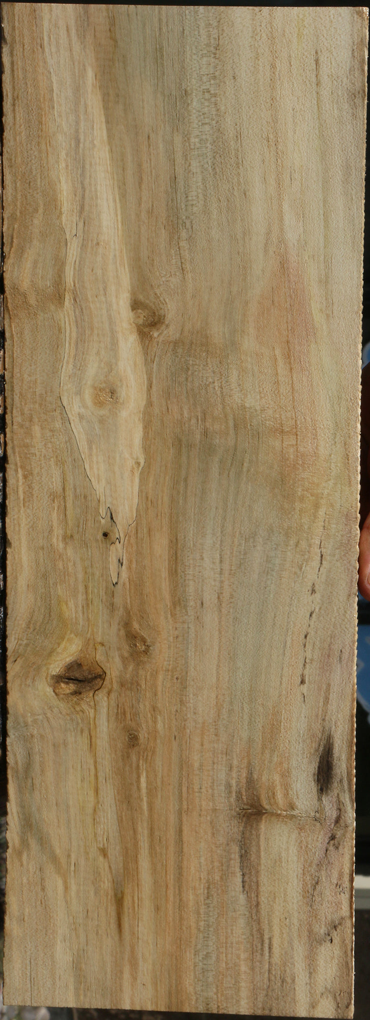 Spalted Holly Lumber