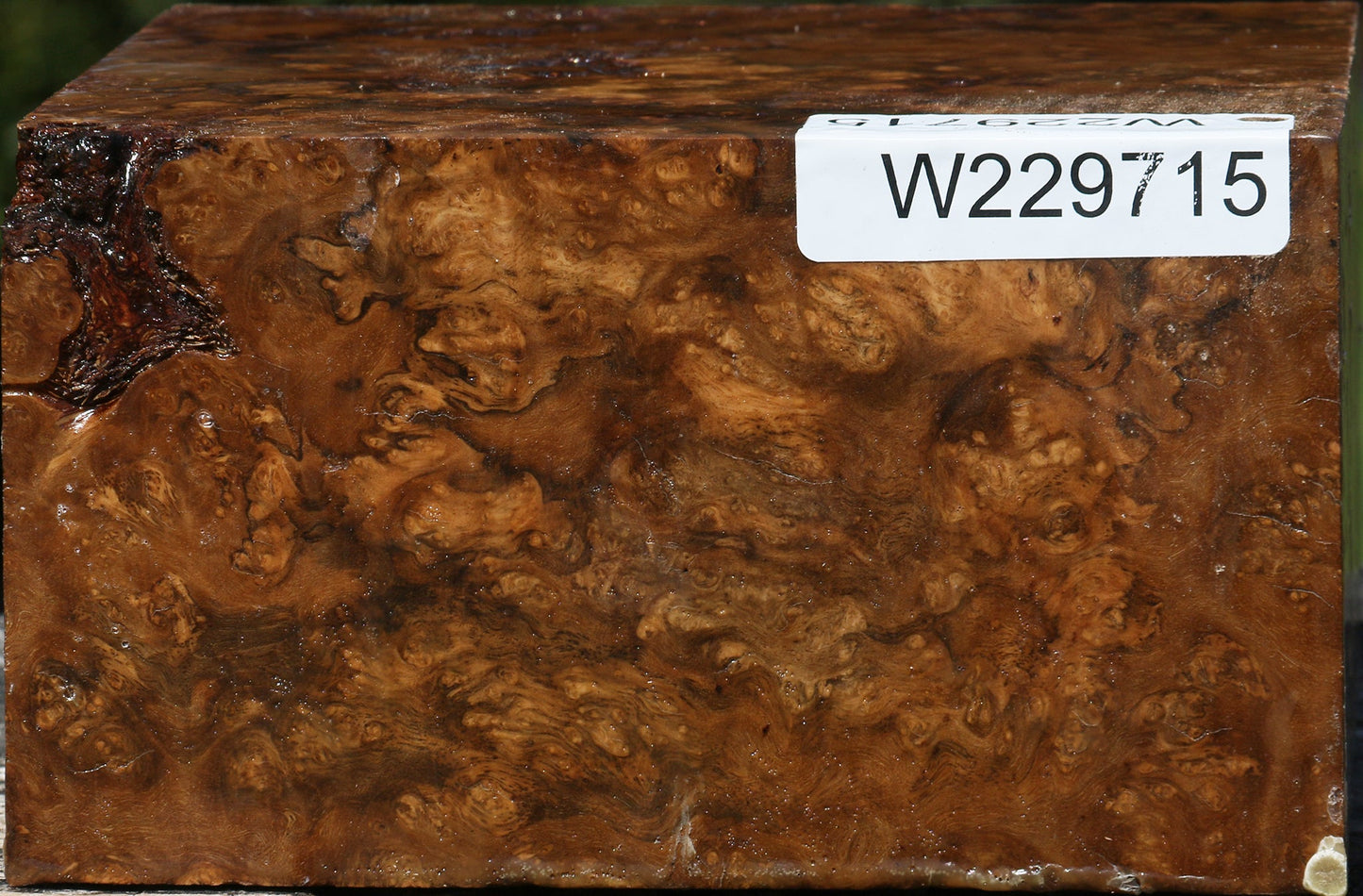 Rustic Almond Burl Bowl Blank