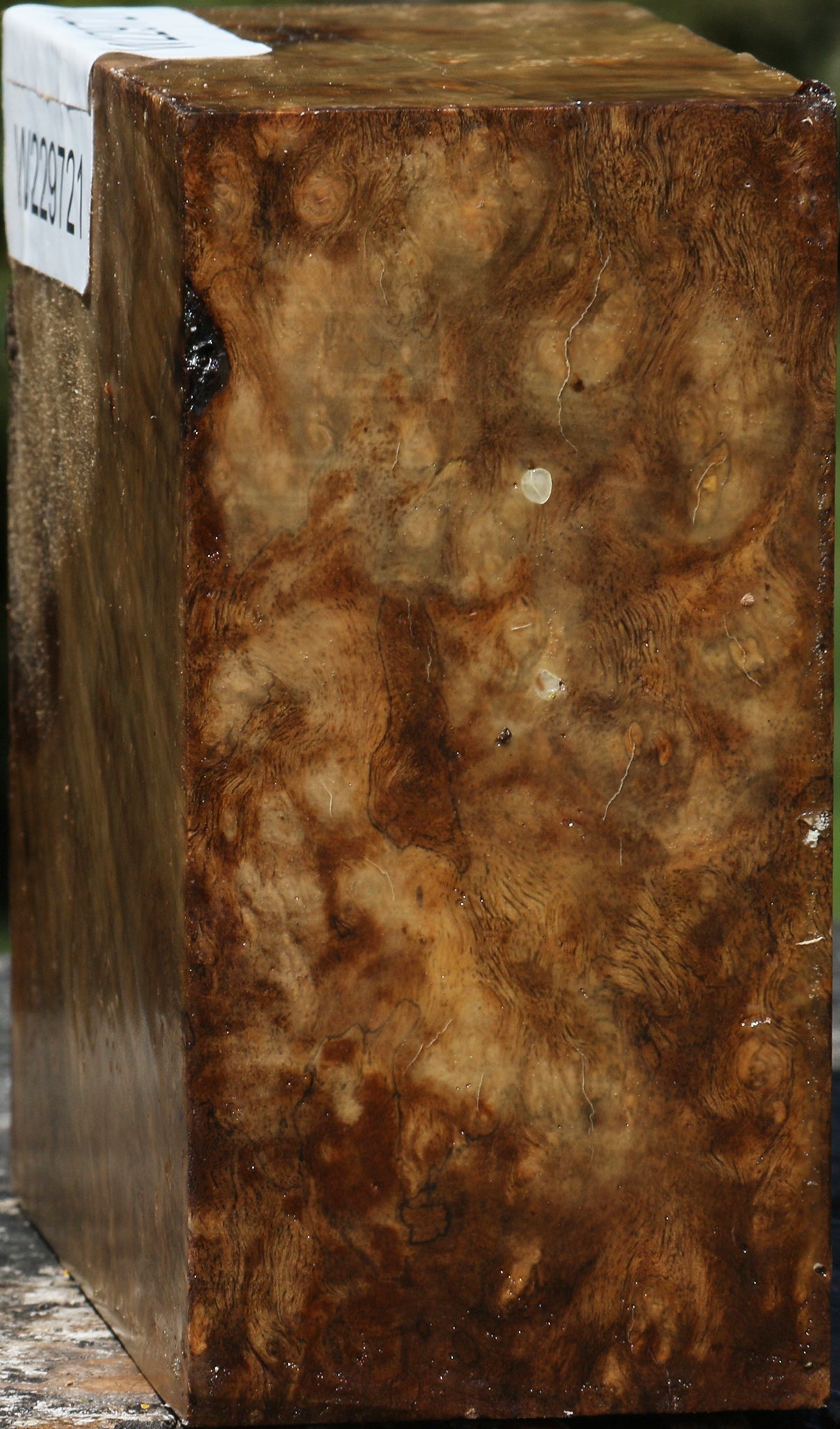 Almond Burl Bowl Blank