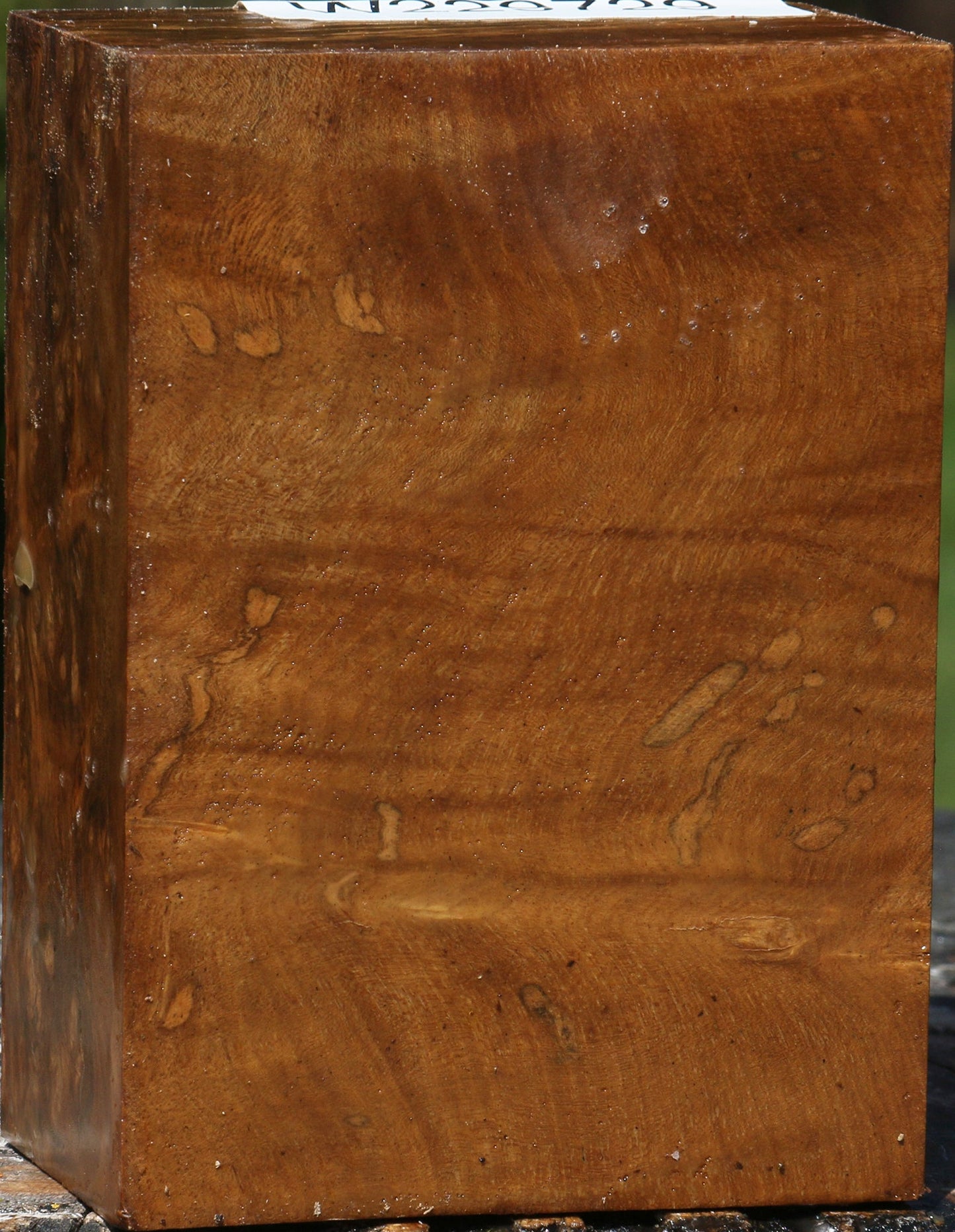 Almond Burl Turning Blank