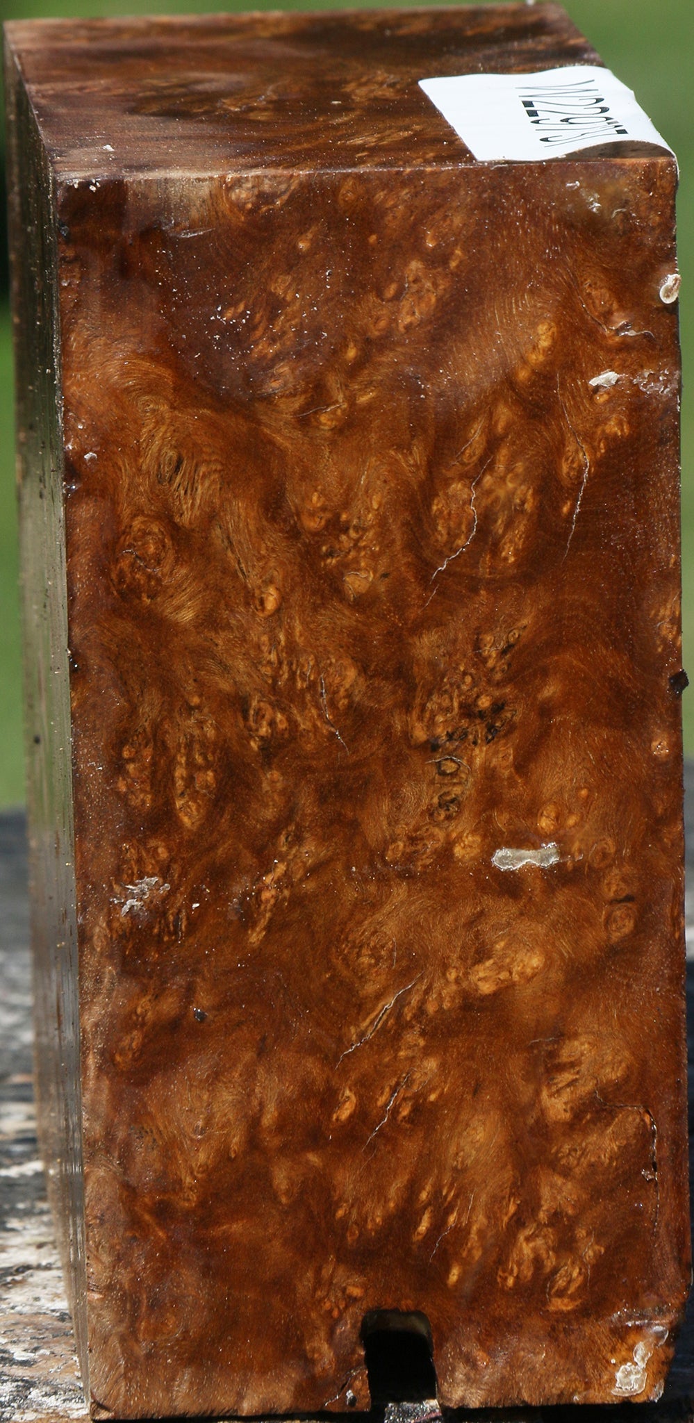 Almond Burl Bowl Blank