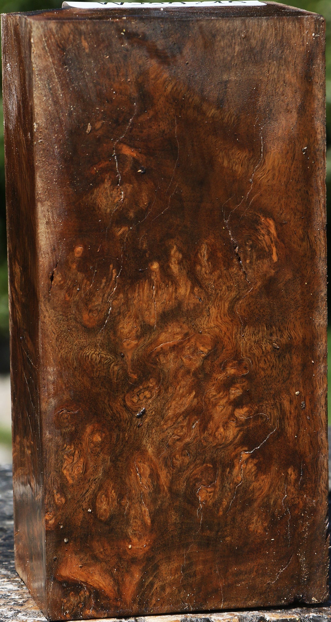 Almond Burl Turning Blank