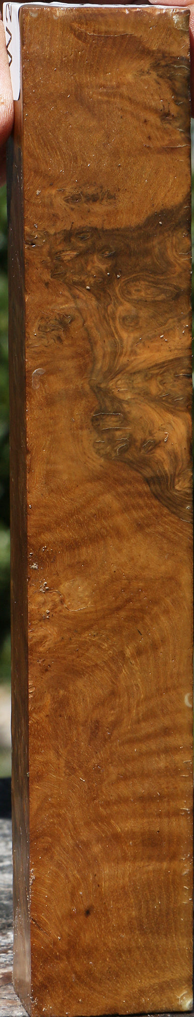 Almond Burl Turning Blank