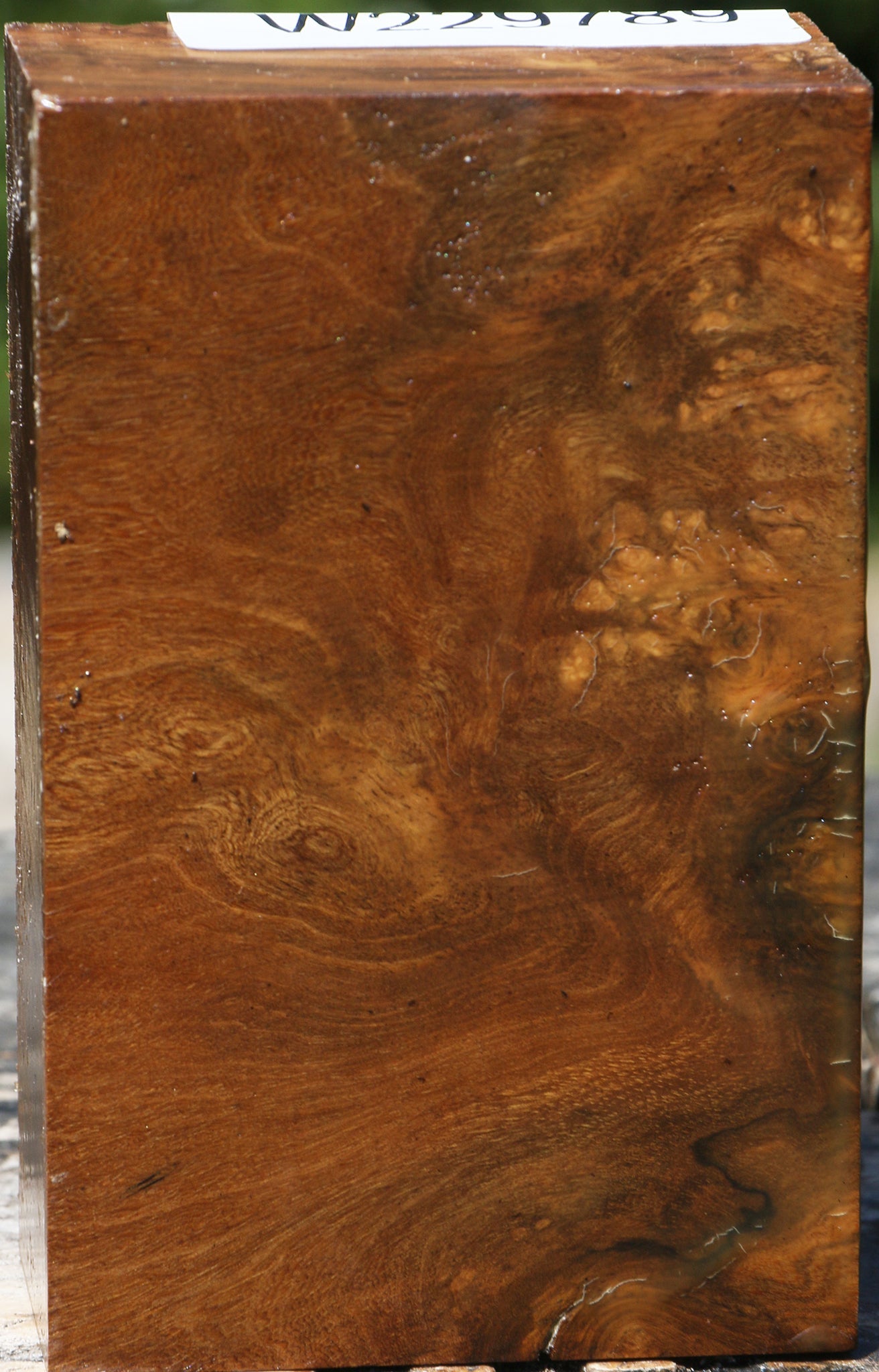 Almond Burl Turning Blank