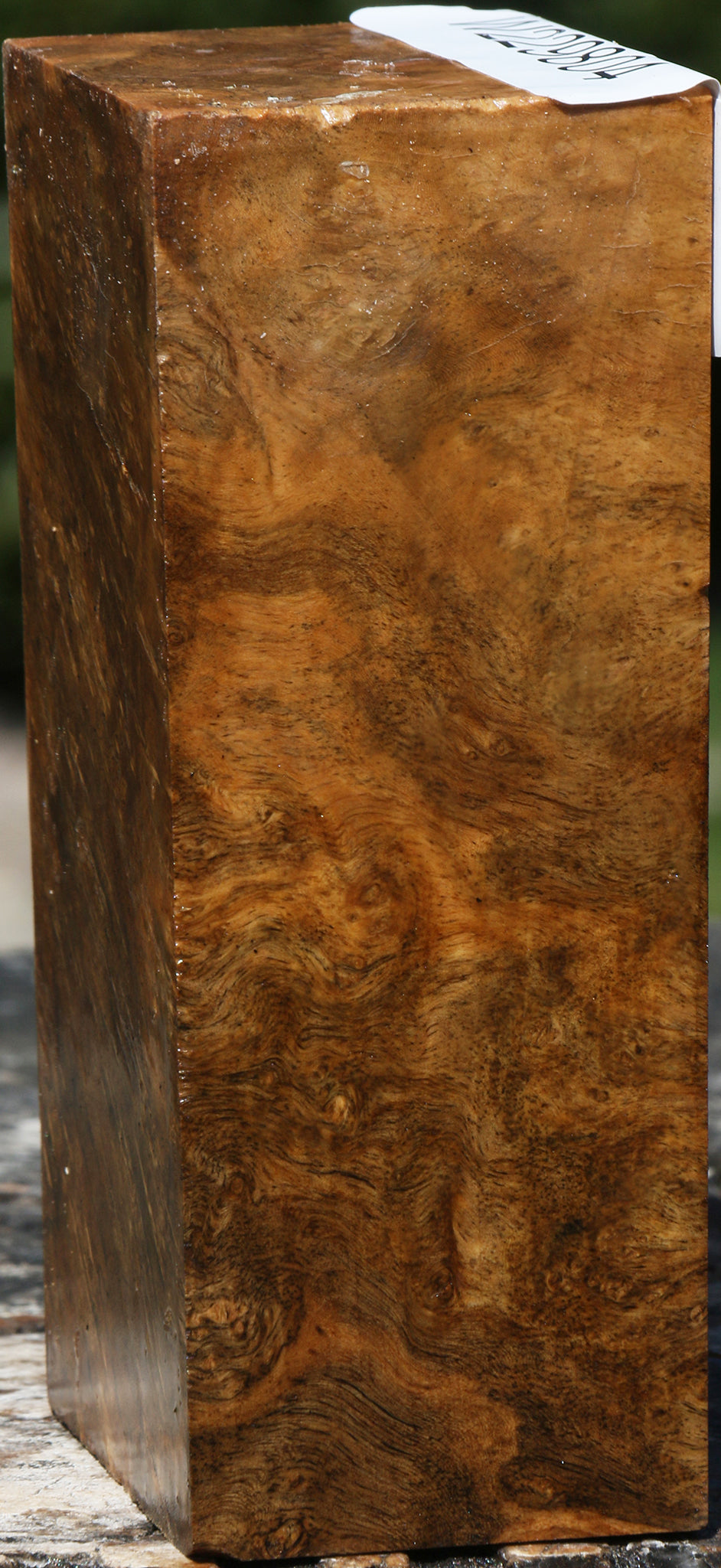 Almond Burl Turning Blank