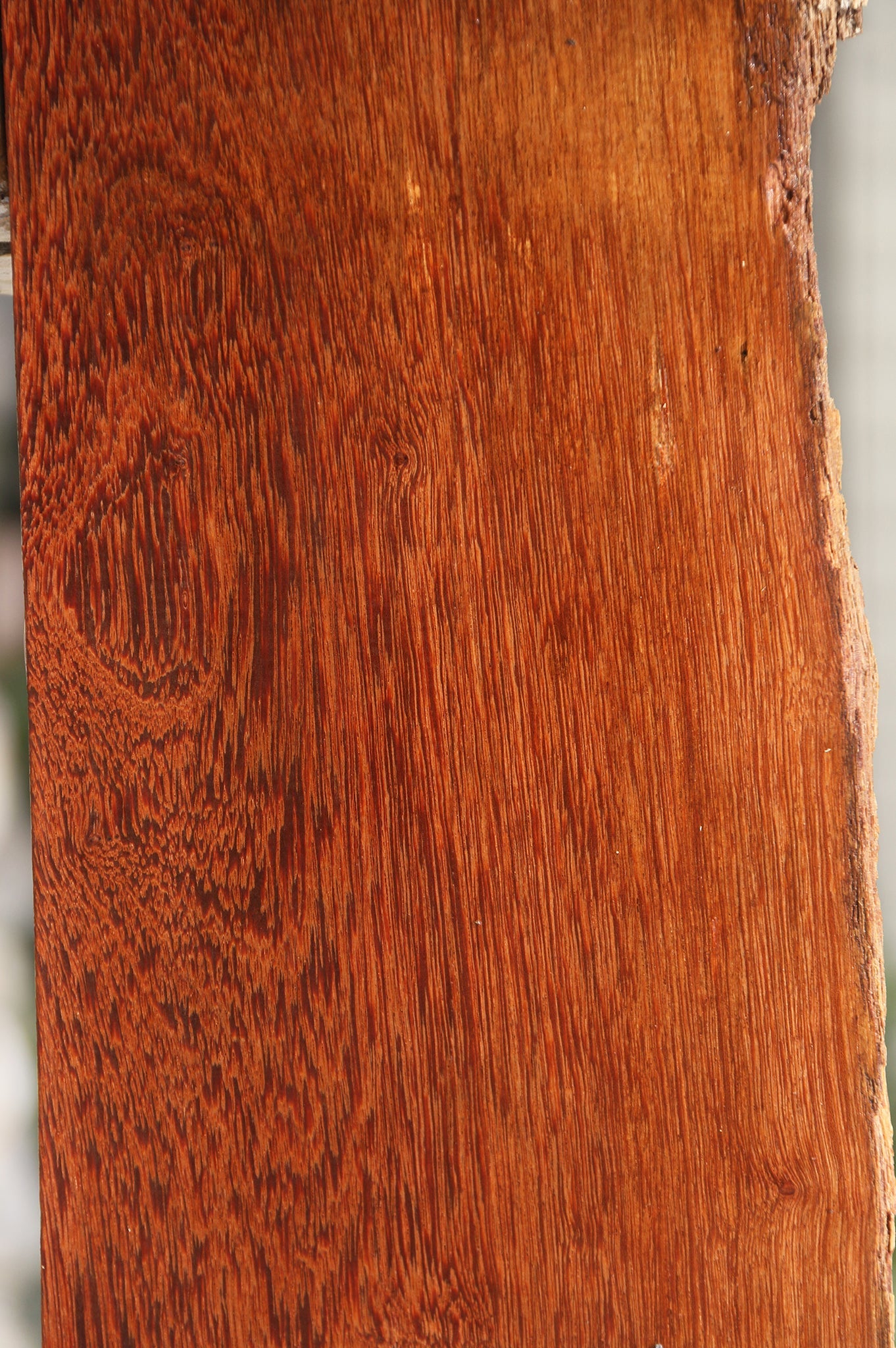 Red Cabbage Bark Live Edge Lumber