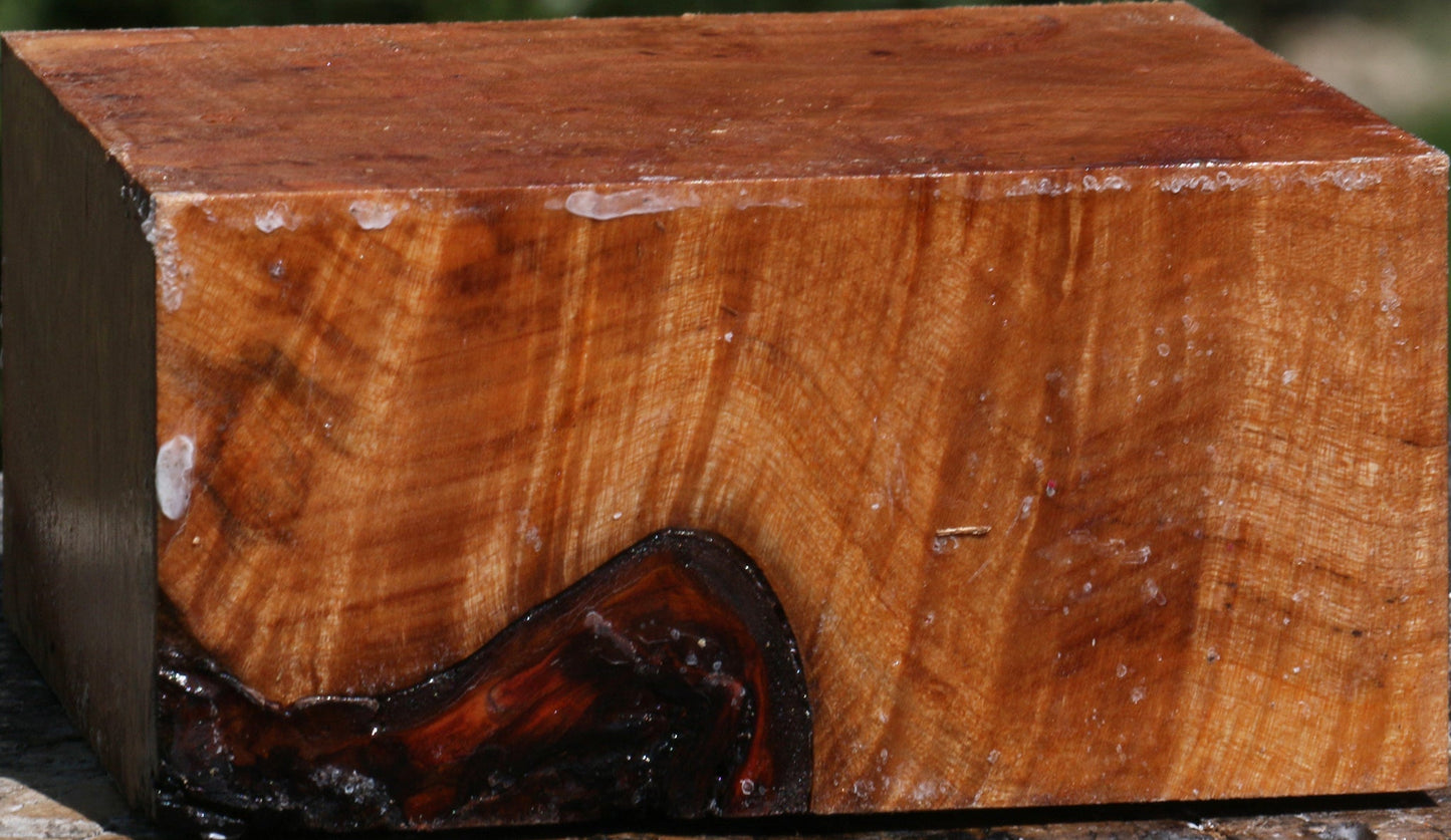 Extra Fancy Maple Burl Bowl Blank