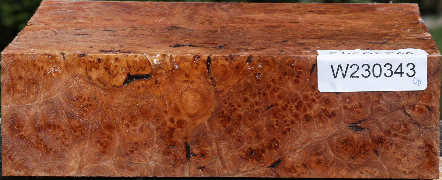 Maple Burl Bowl Blank